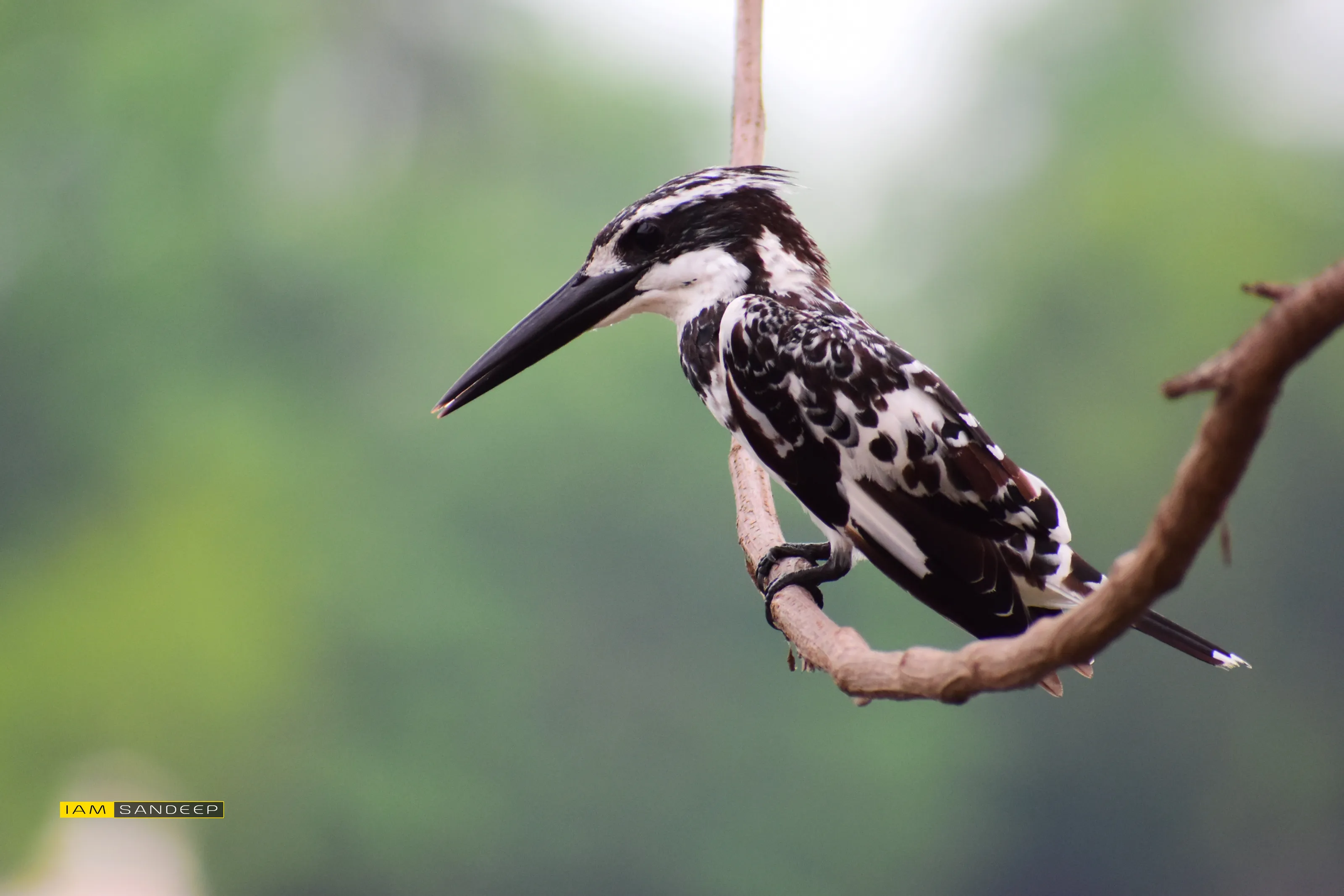 pied kingfisher