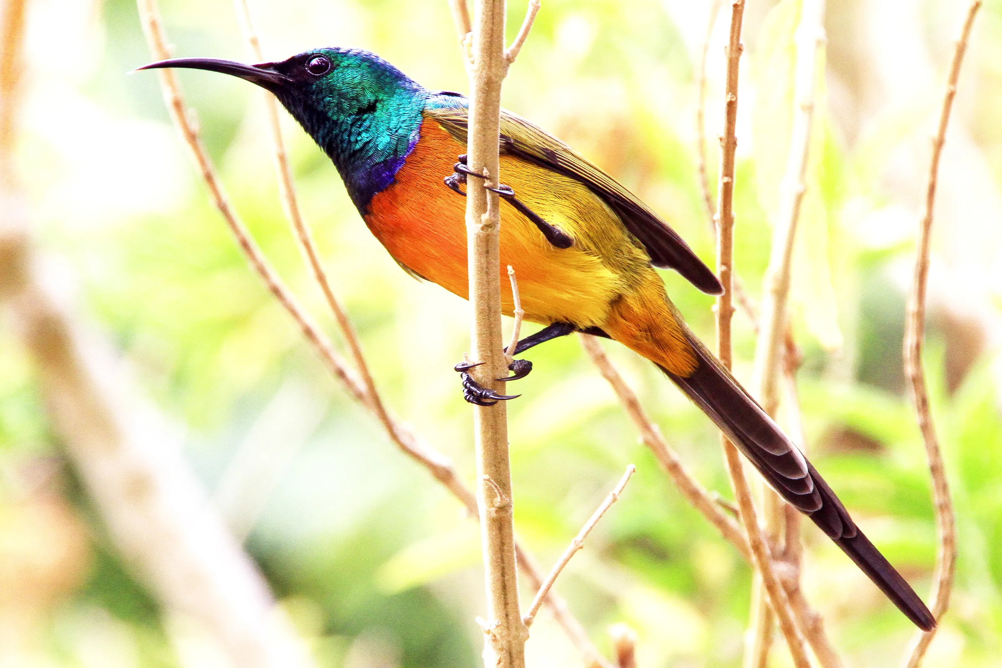 Orange-breasted Sunbird