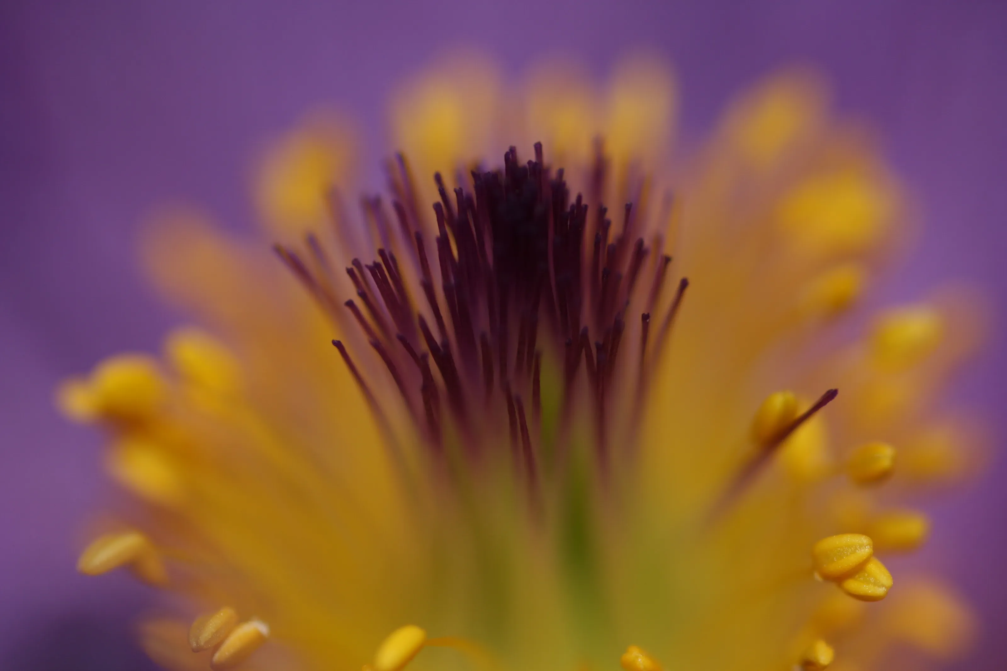 Pulsatilla vulgaris (Pasqueflower)