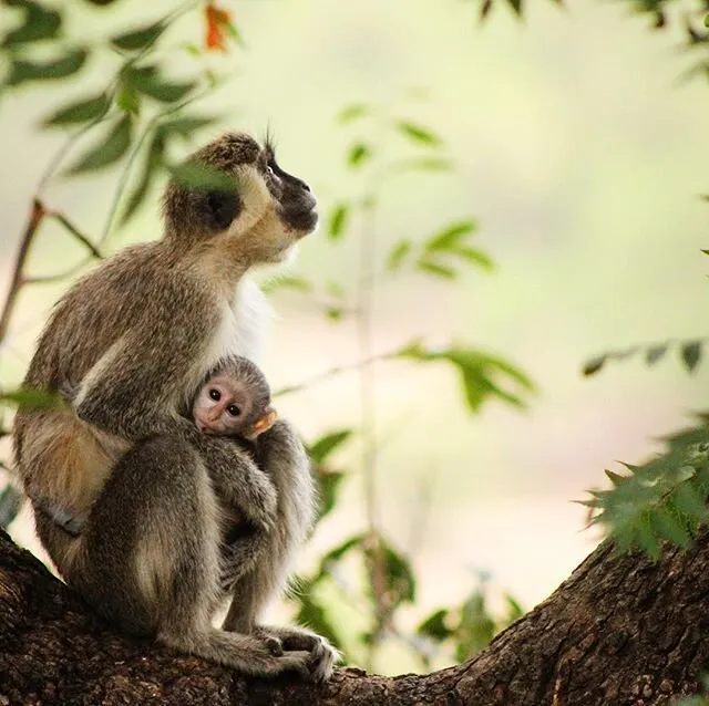 Baby tantalus monkey wrapped in watchful mothers arms