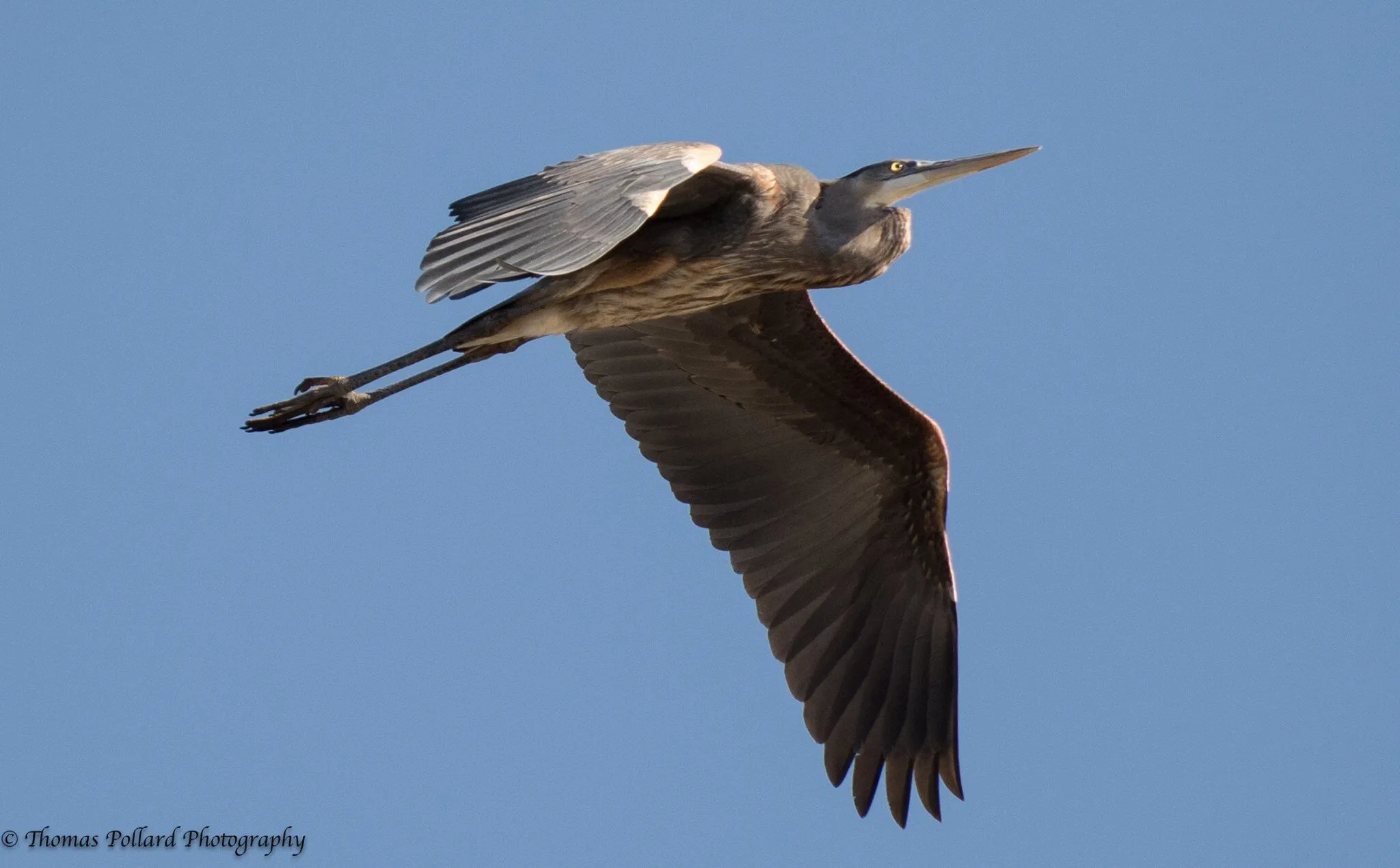 Great Blue Heron