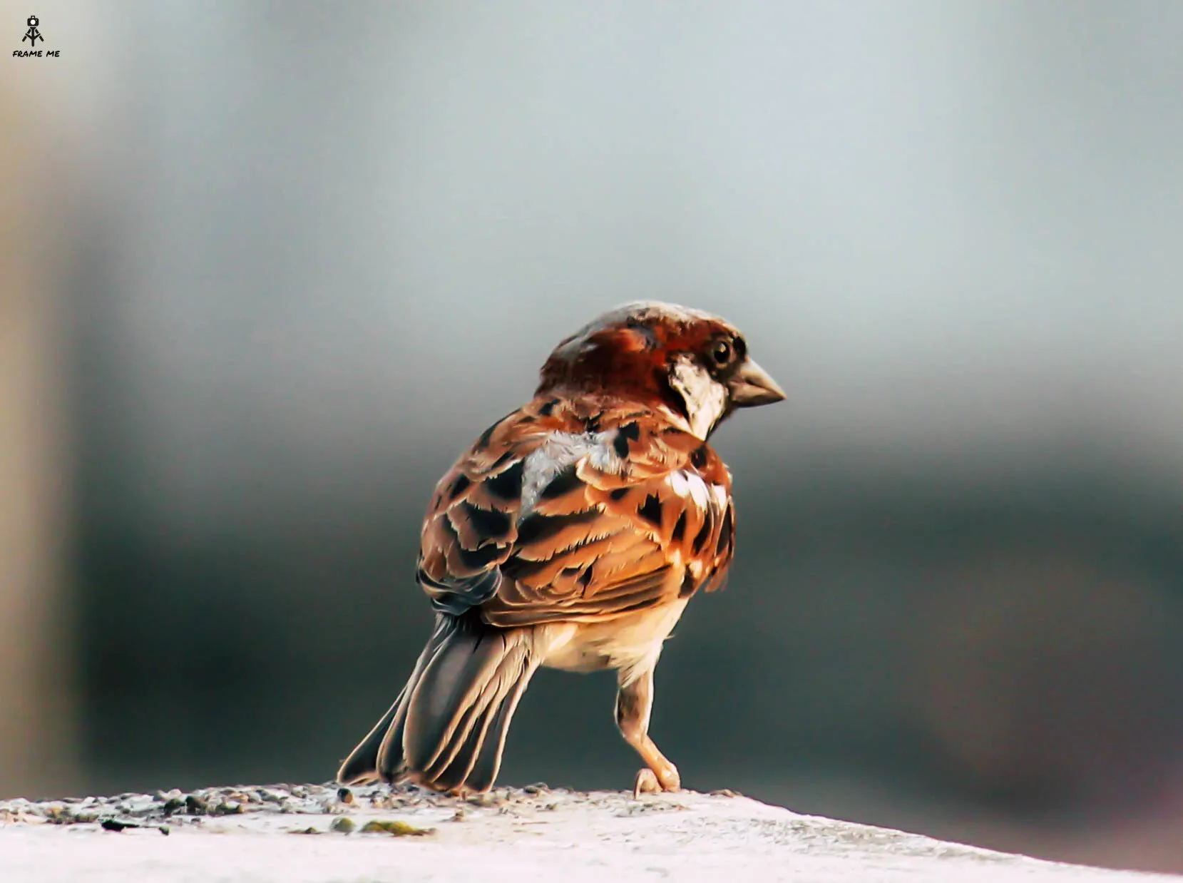 Sparrow