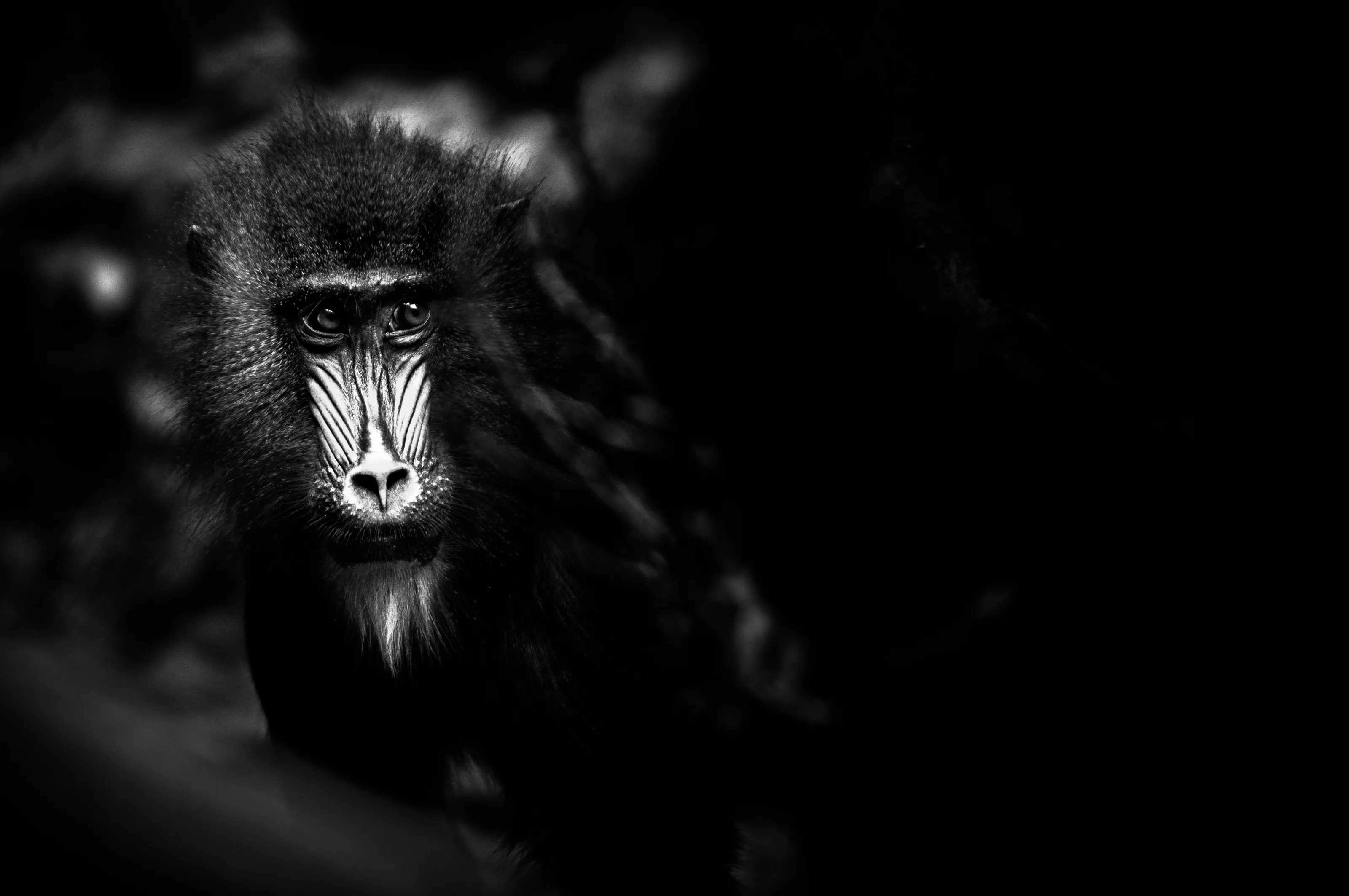 Mandrill
