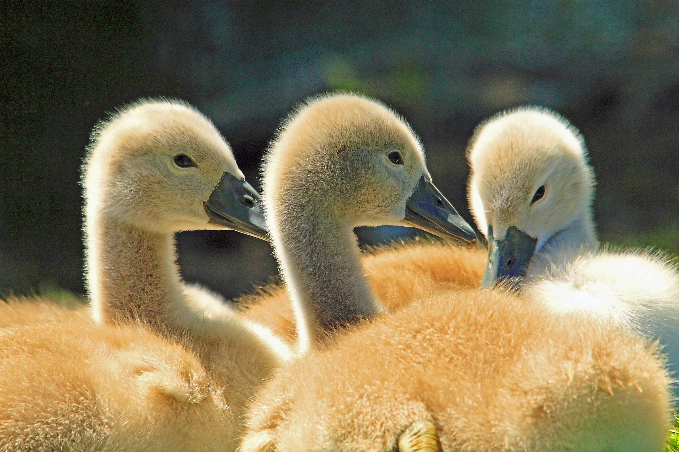 cygnets