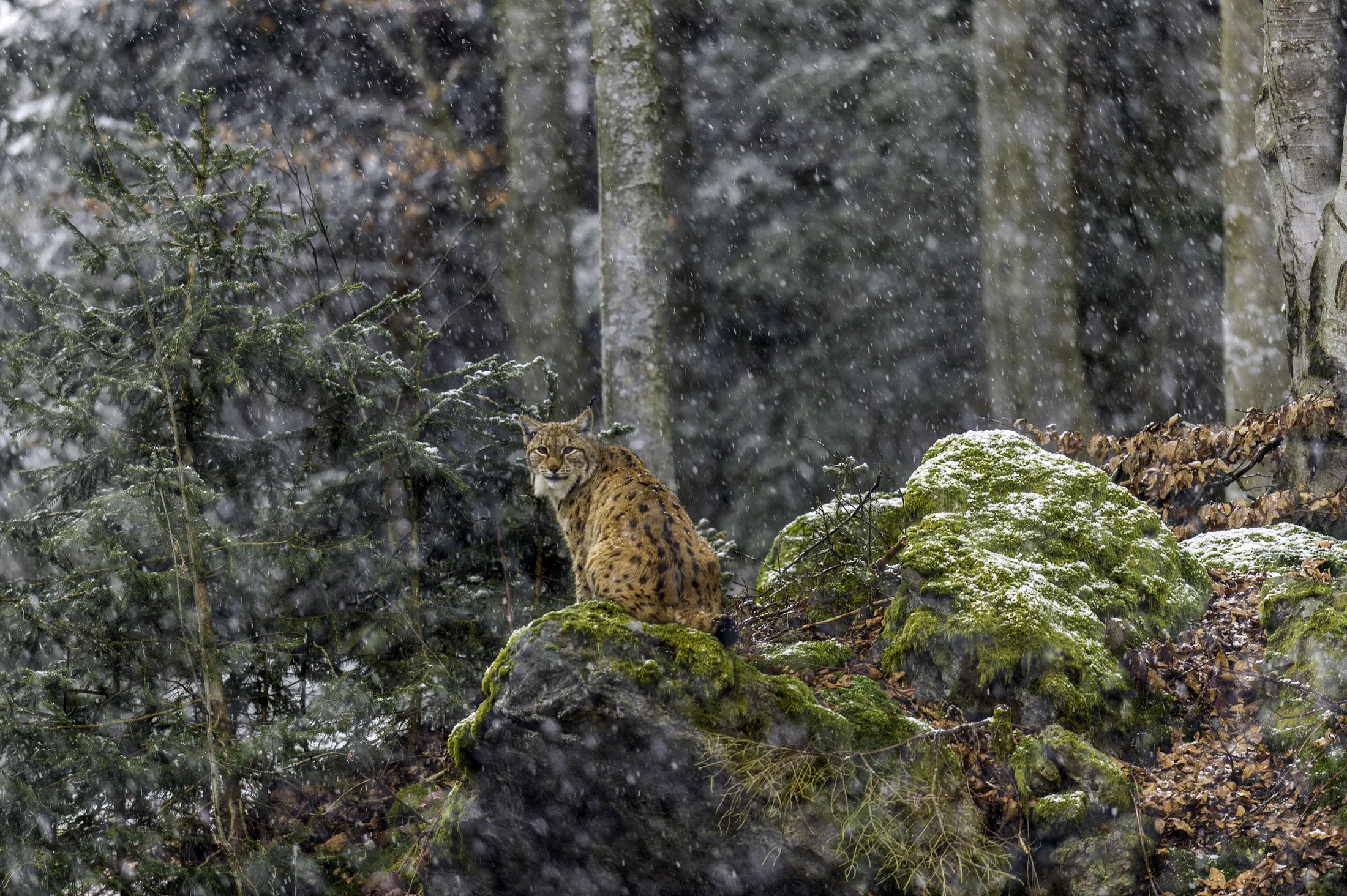 Eurasian Lynx (Lynx lynx)