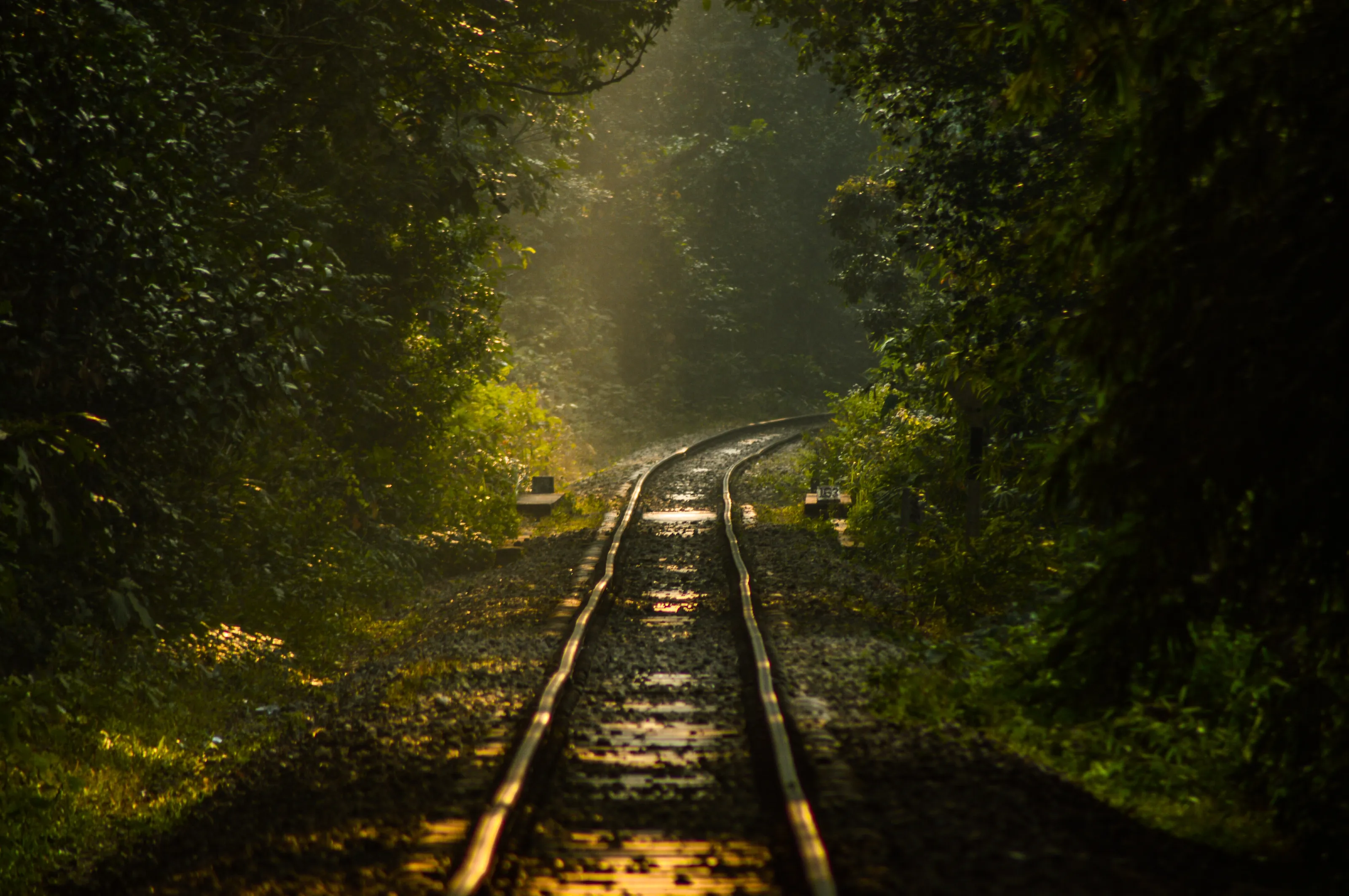 railway through forest