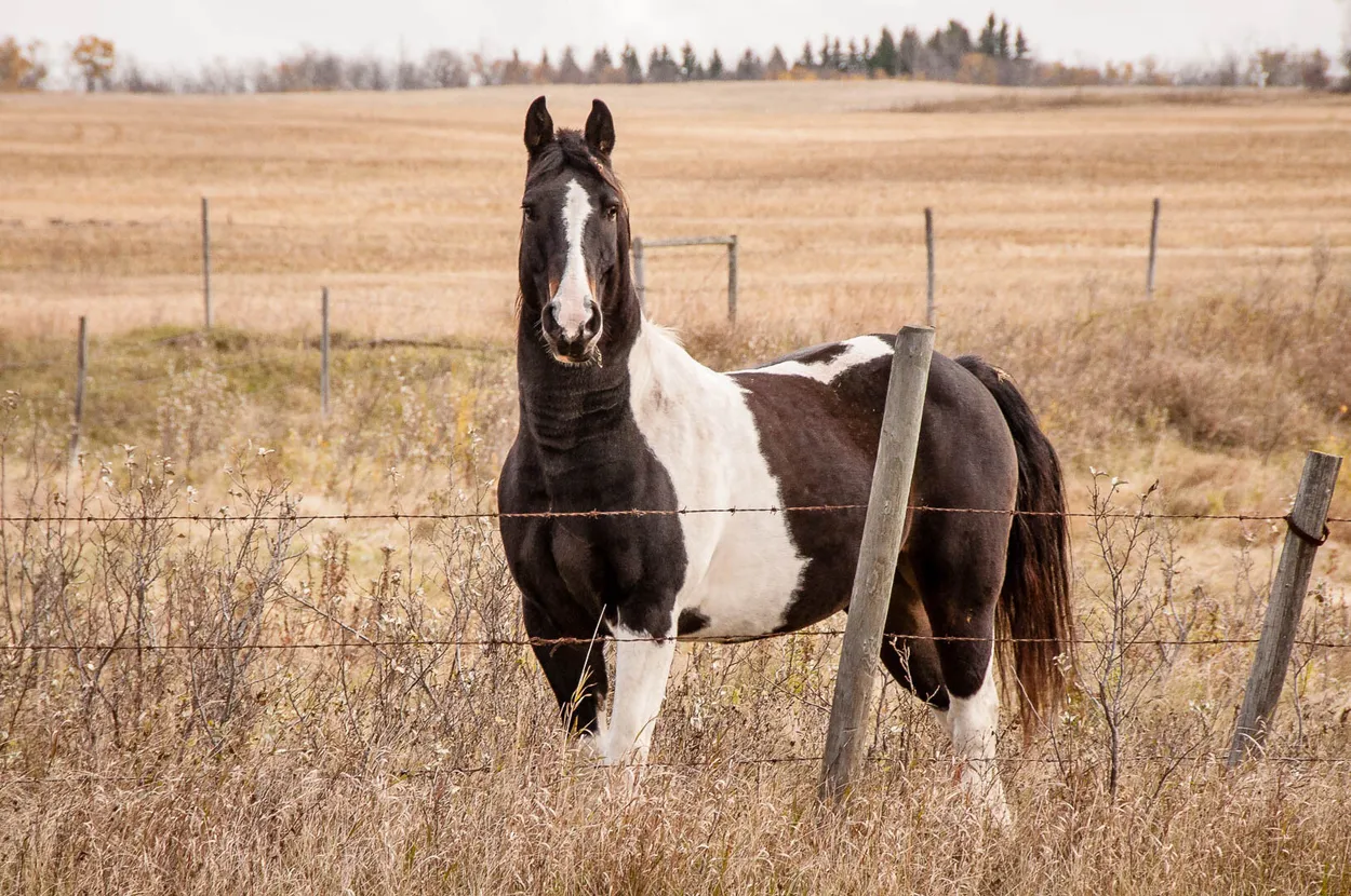 Entry 7295851