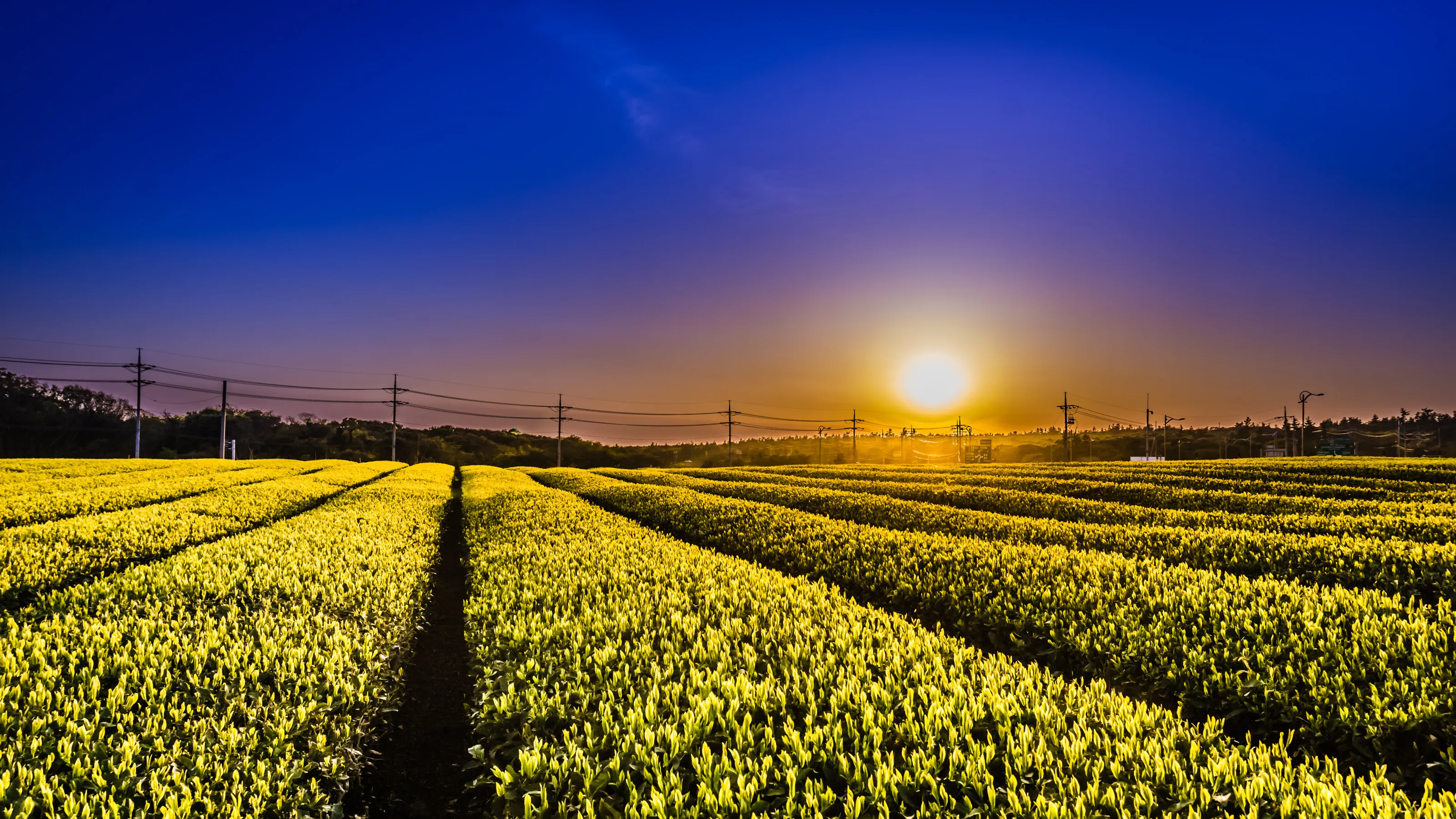 Green Tea farm in Jeju Island