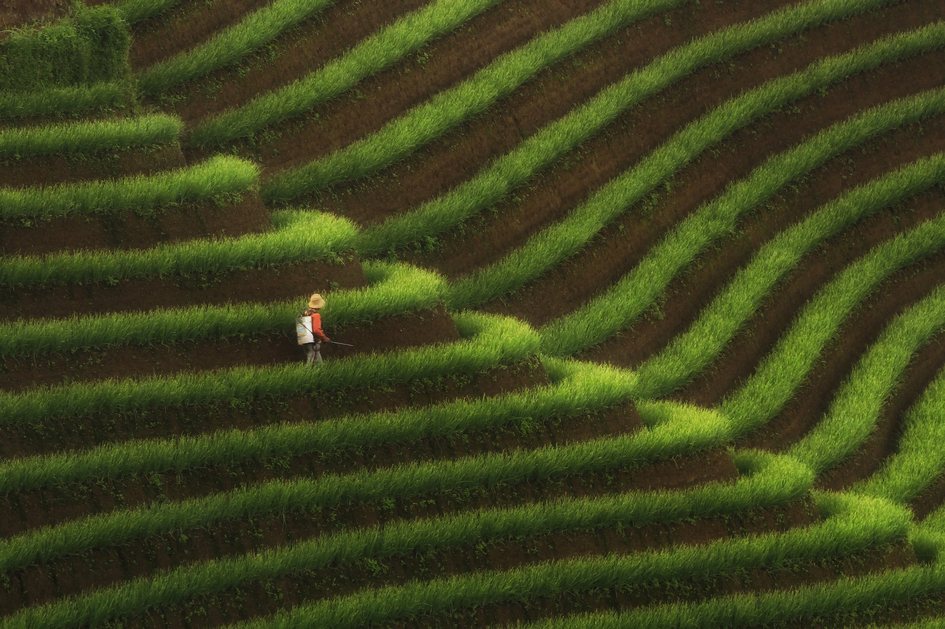Onion Fields