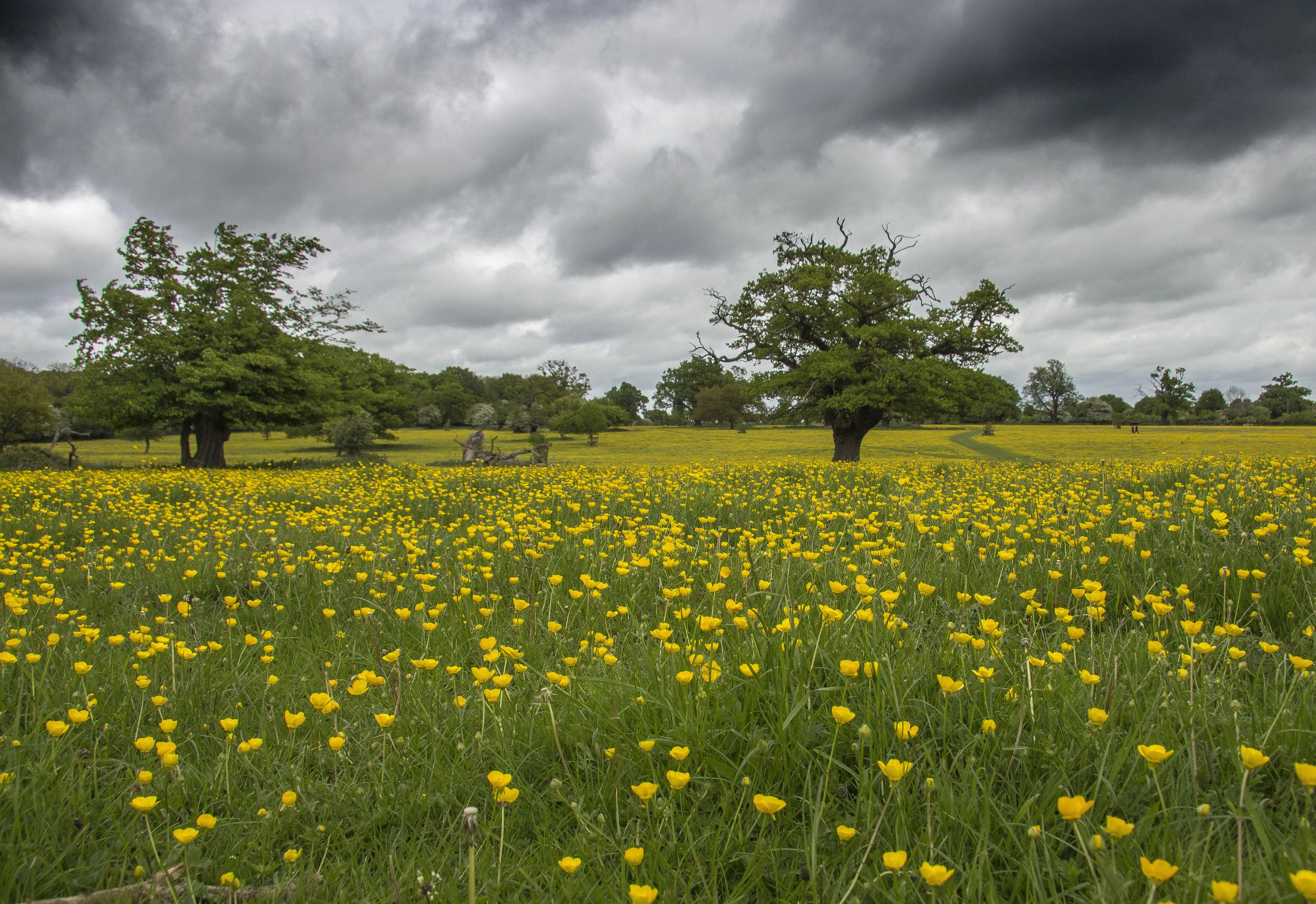 Hatfield Common