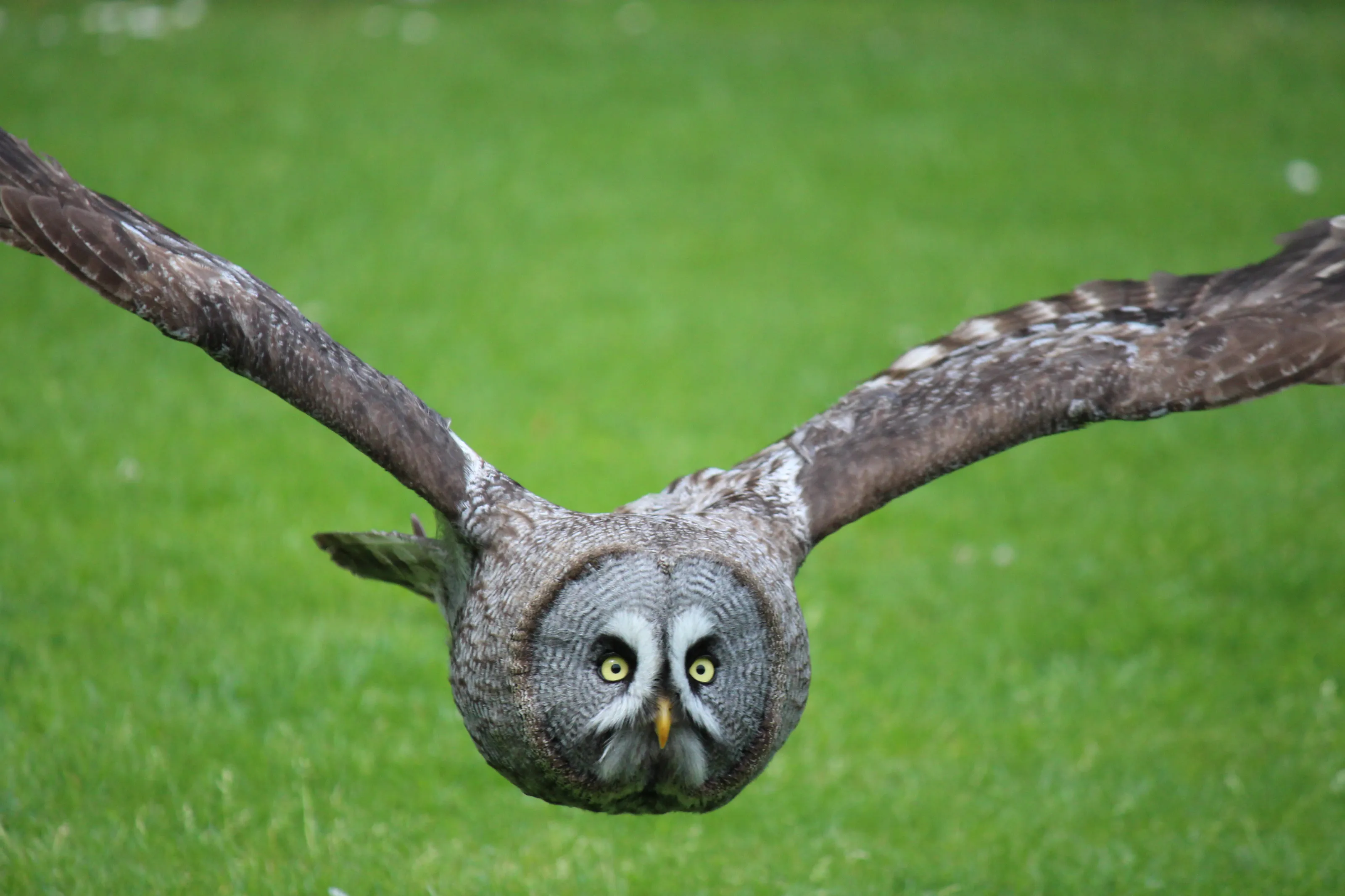 Flight Focus