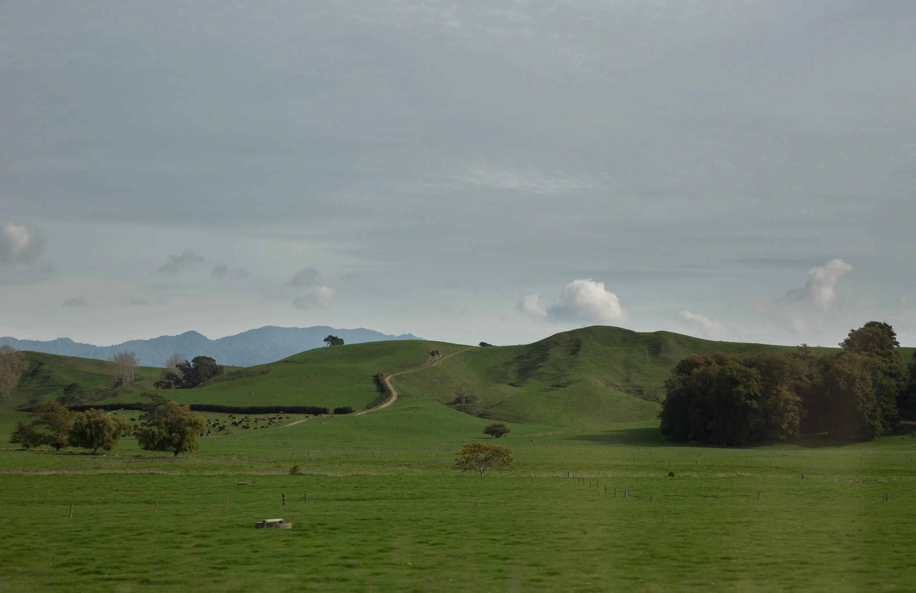 Waikato