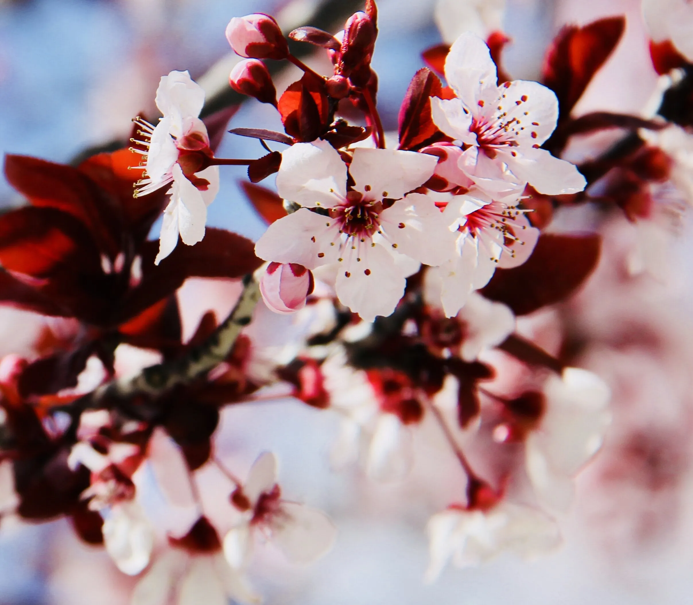 Spring flowers