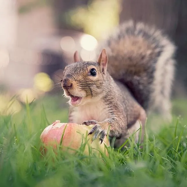 Squirrel with apple