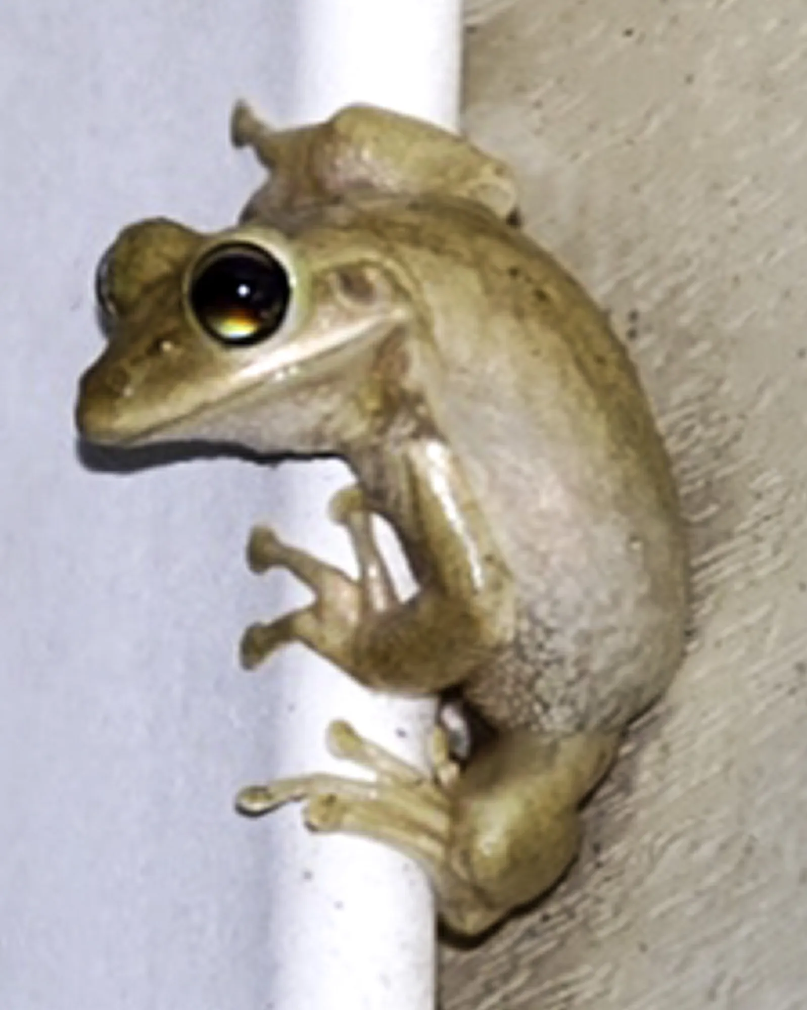 Hiding Frog Captured