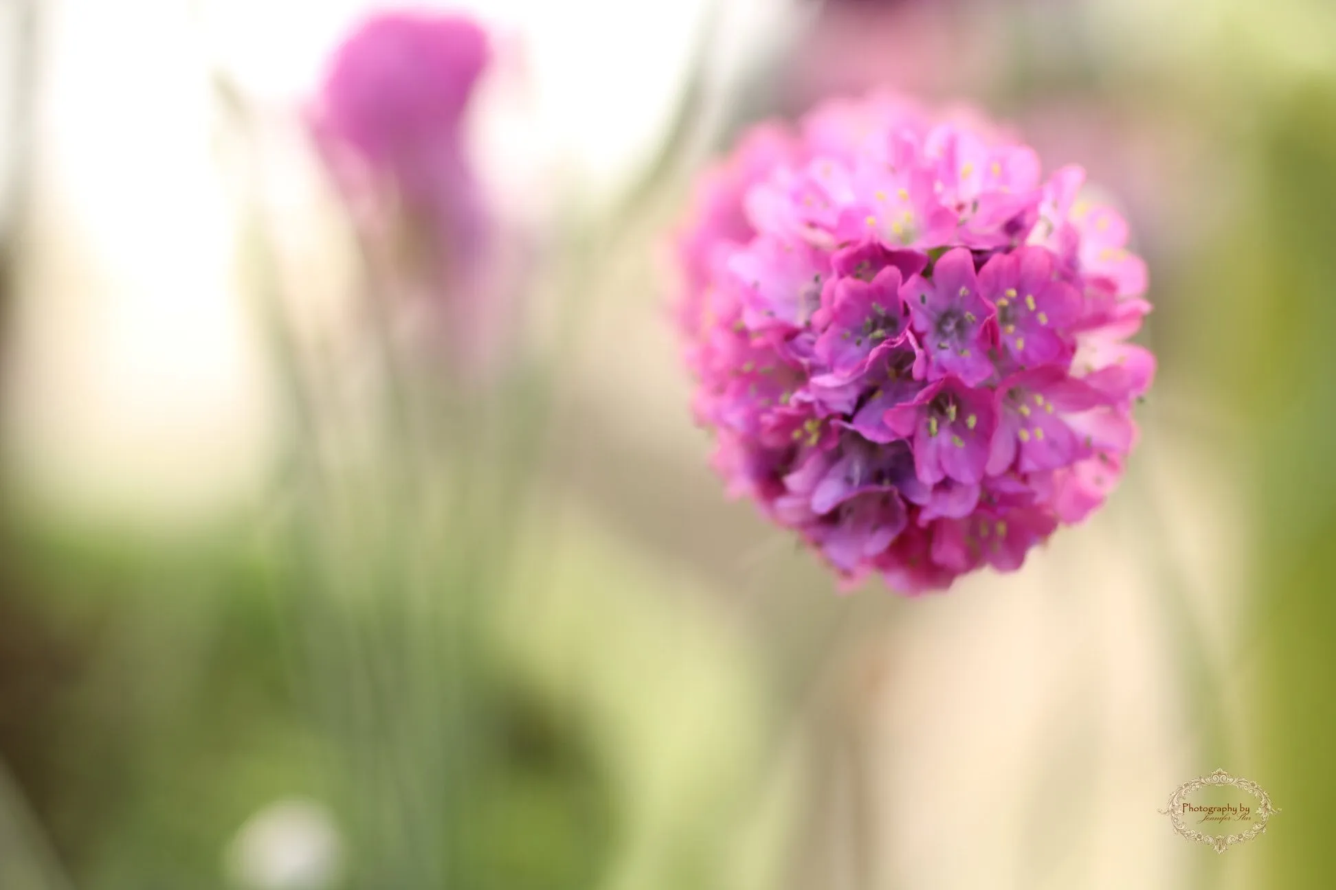 Spring Flowers