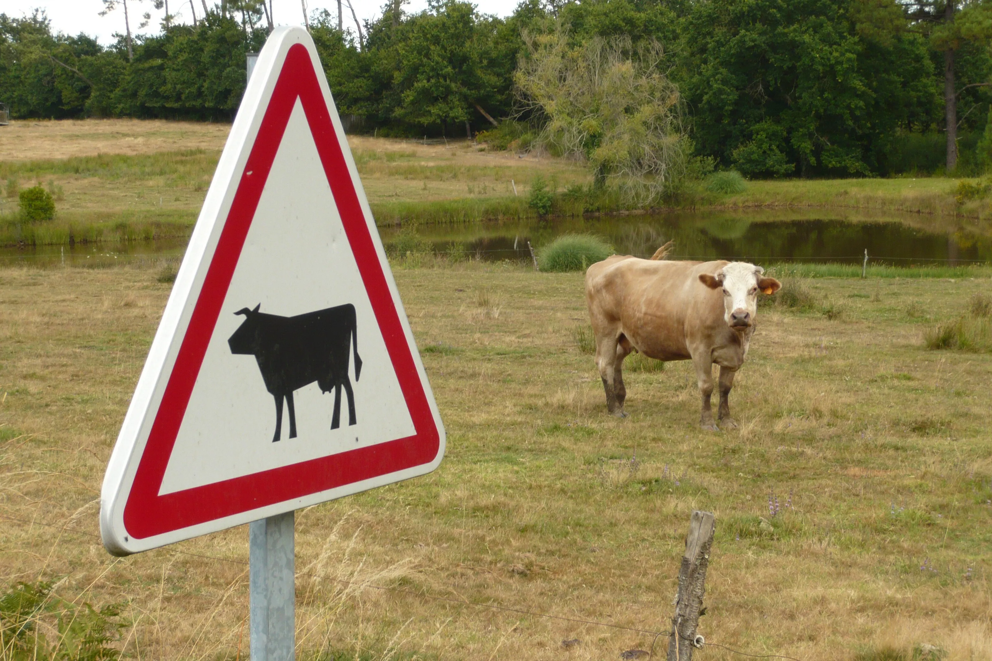 Cow and sign.