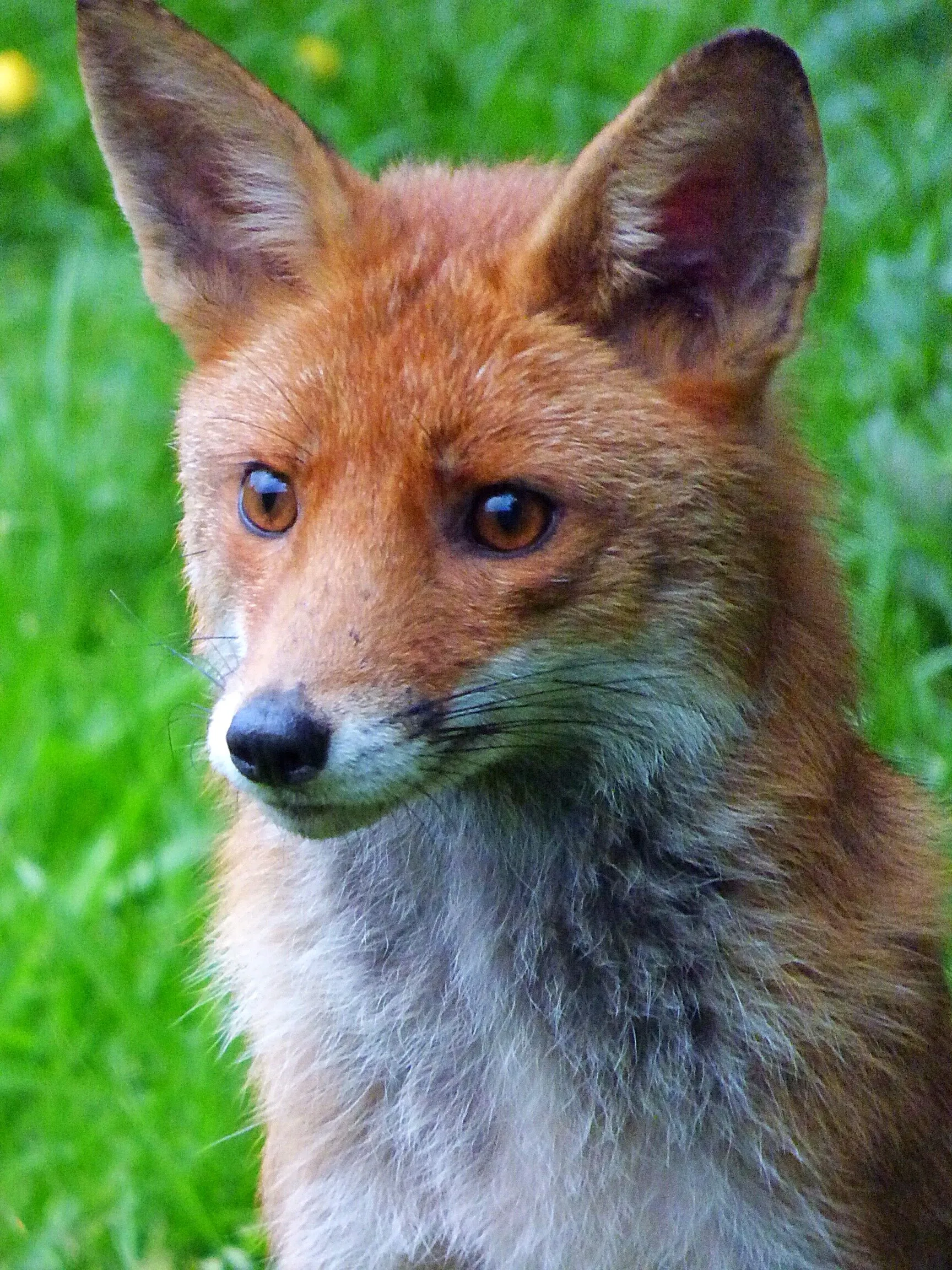 Urban fox