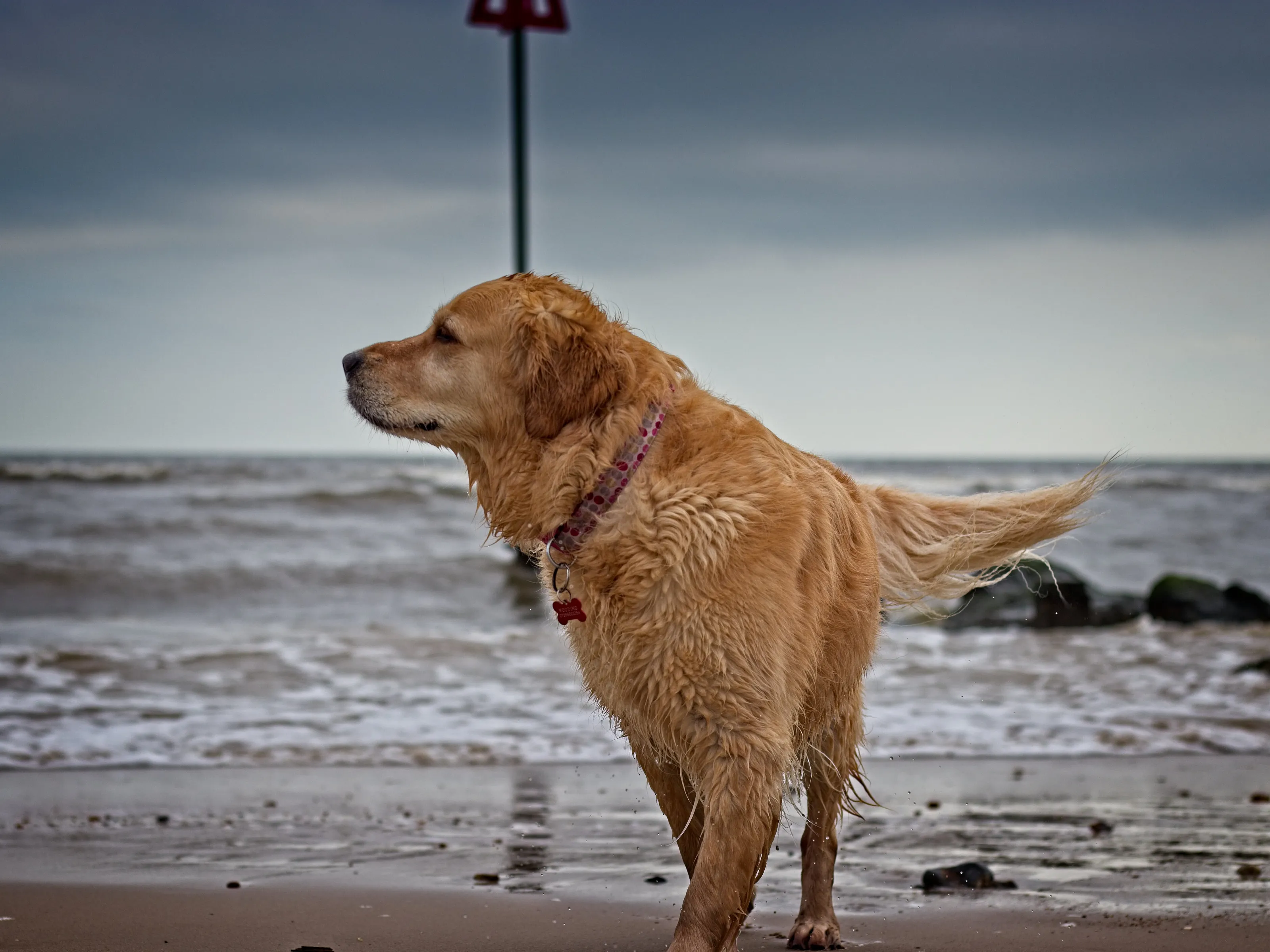 Try and keep me out of the water!