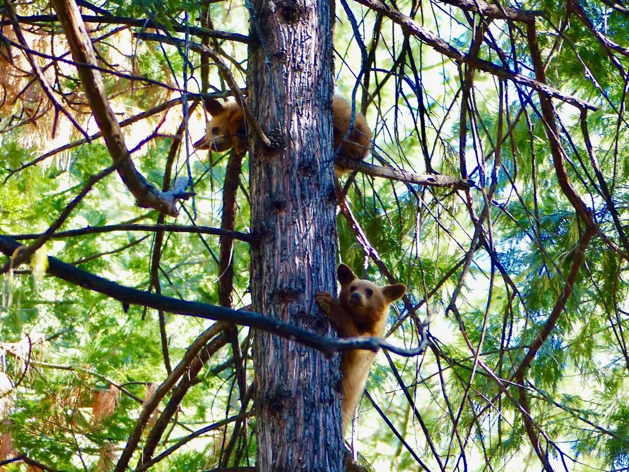 Bear Cubs Lookout