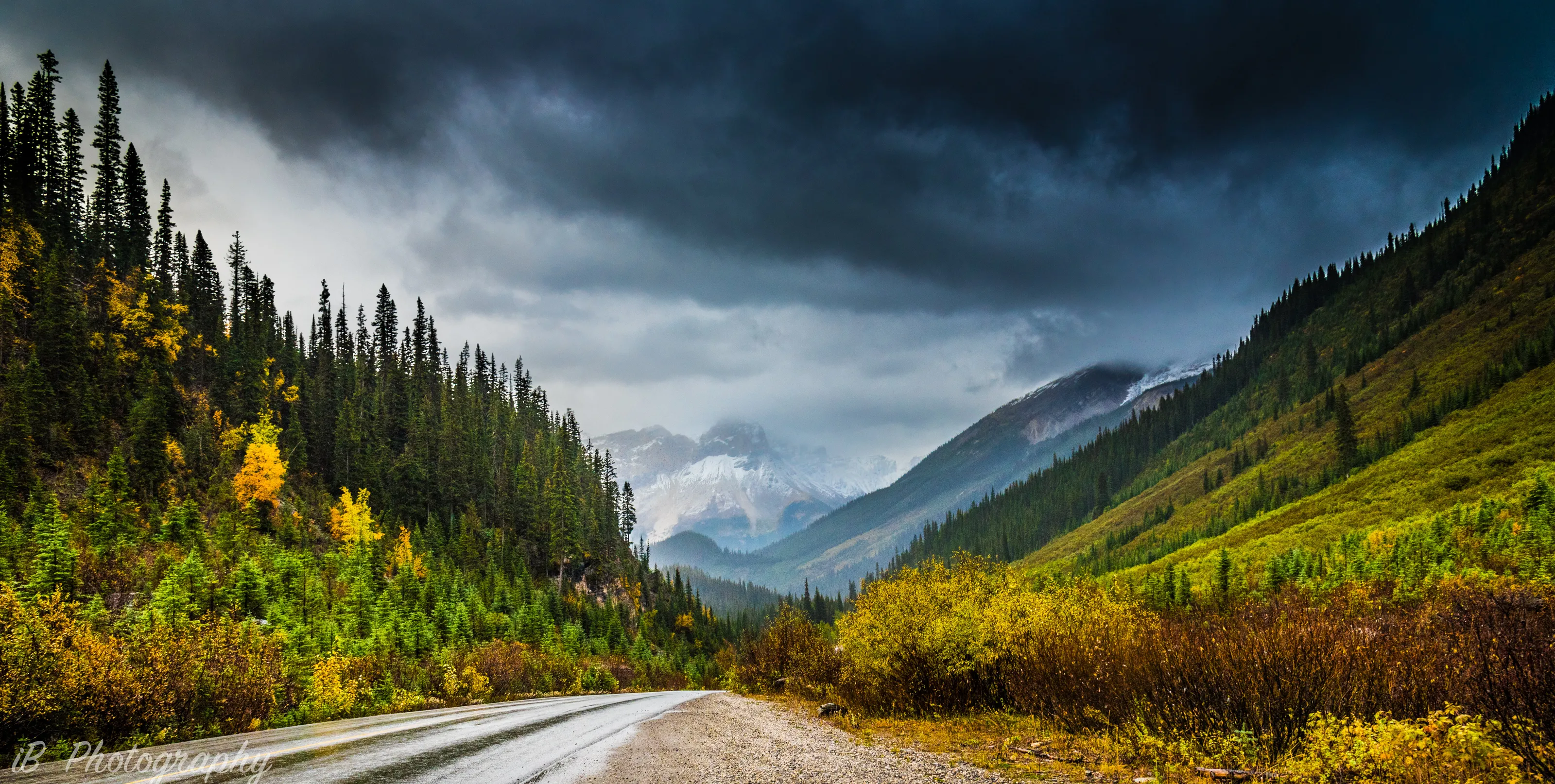 Into The Wilderness