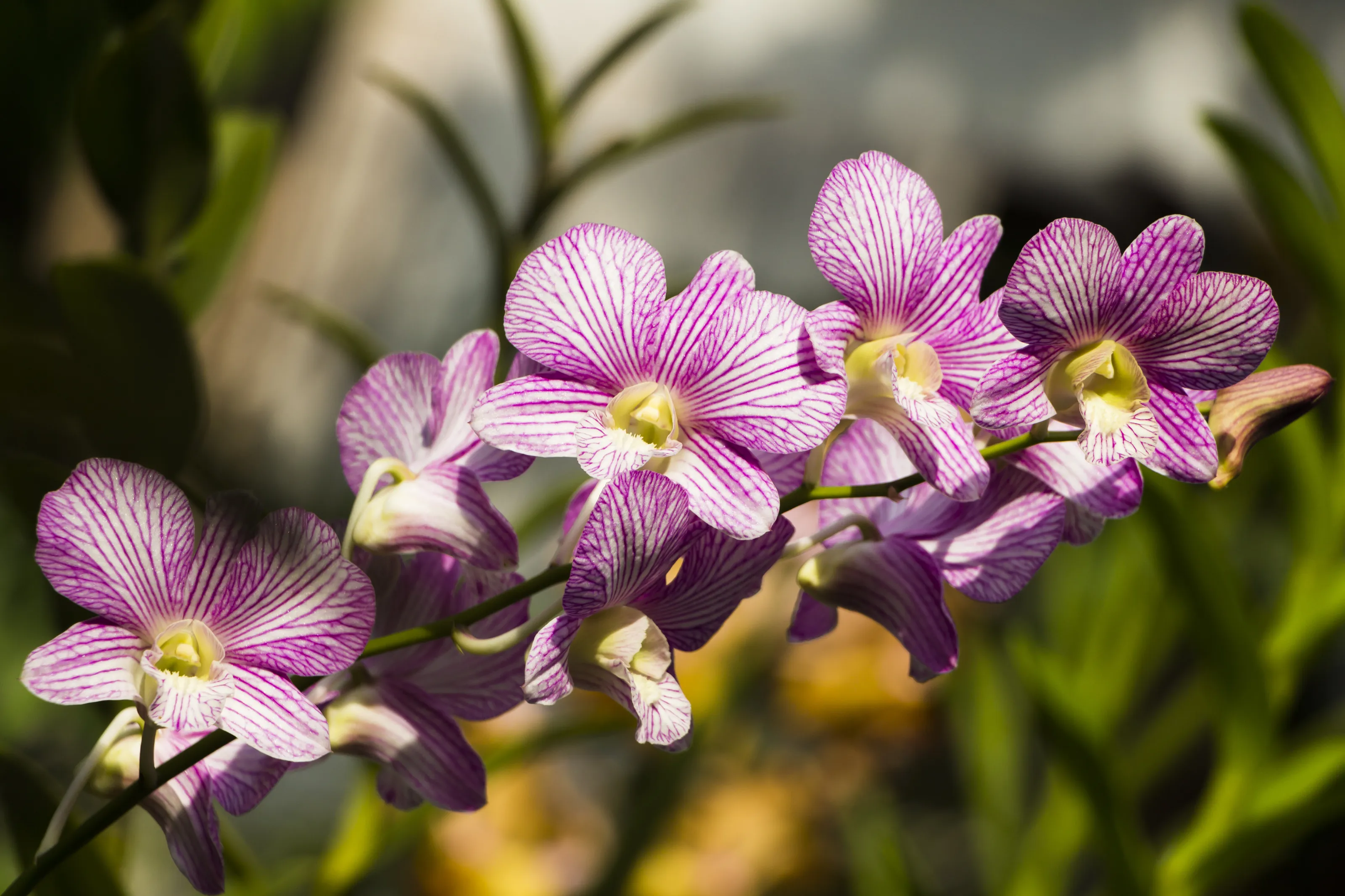Orchids Bloom