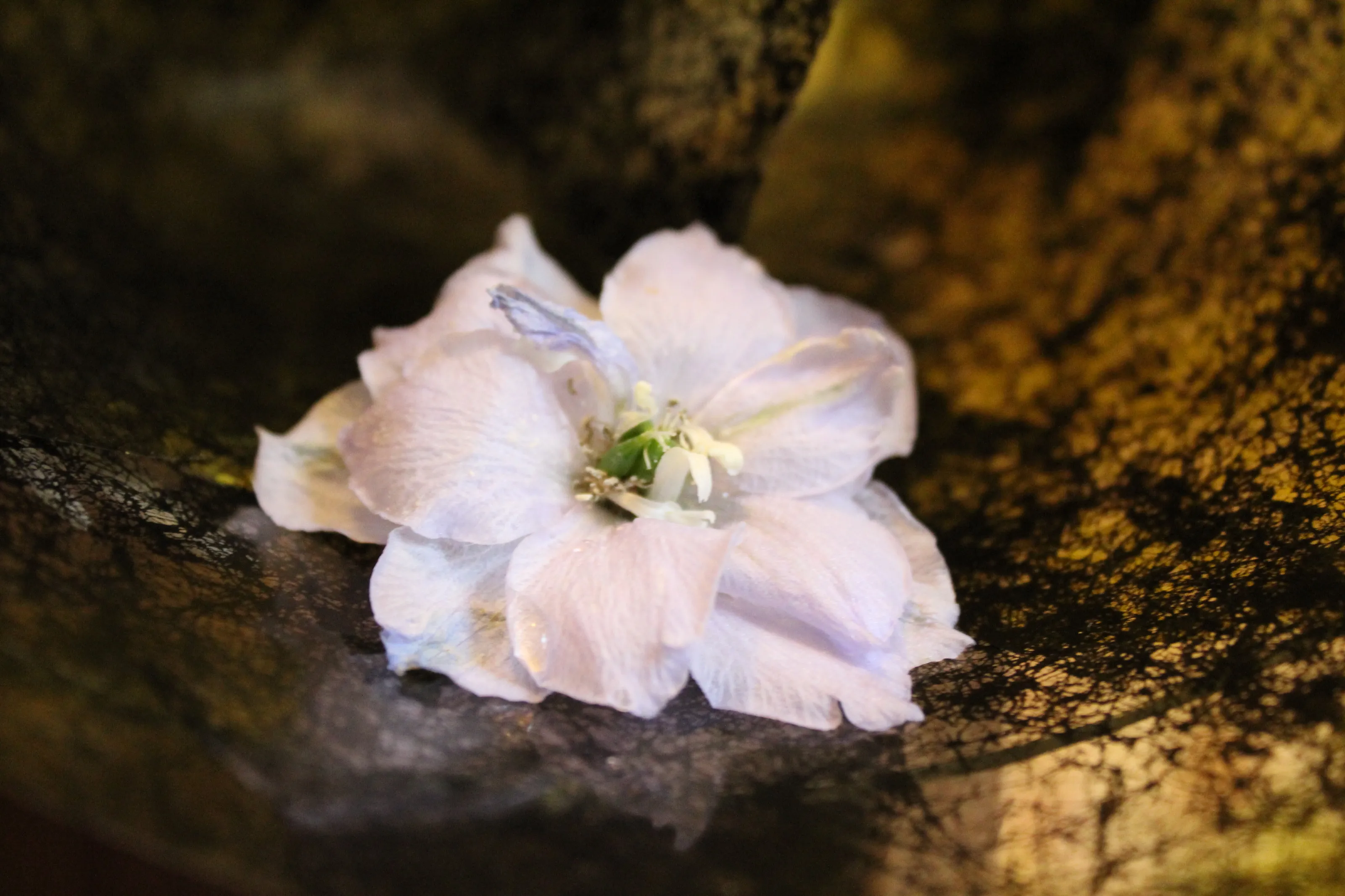 flower petal