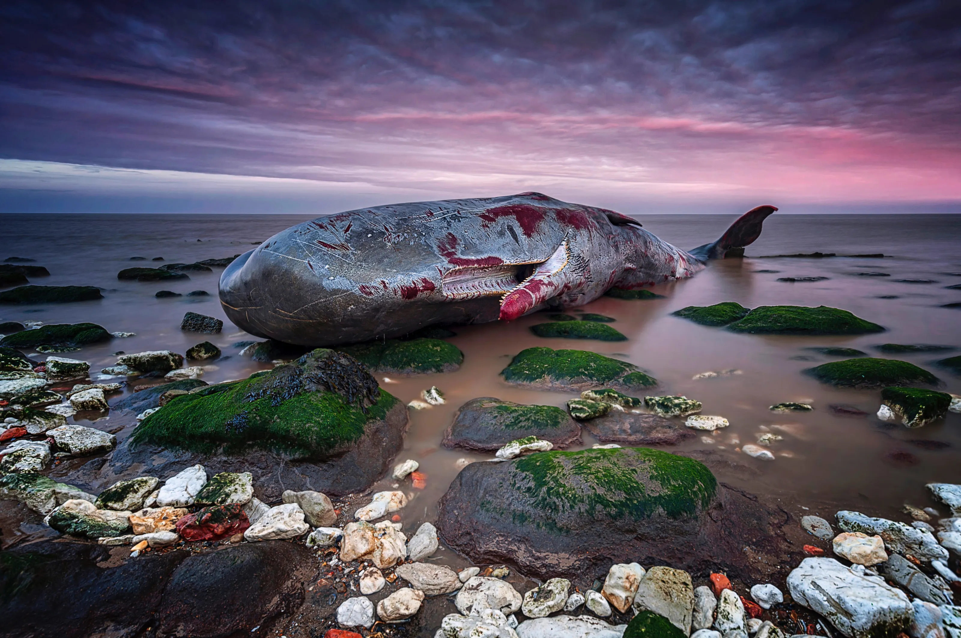 Beached Sperm Whale