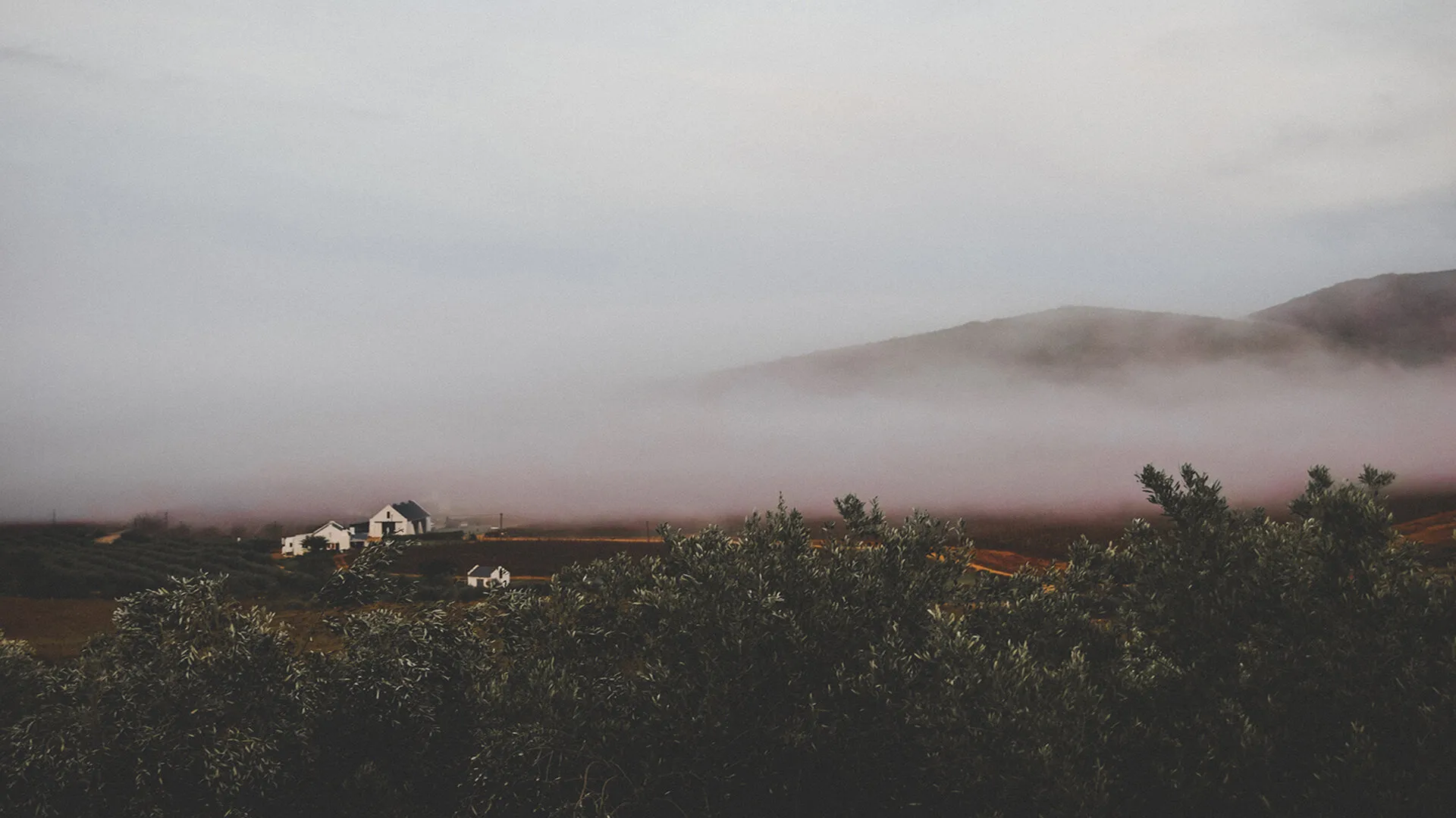Misty Olive Farm