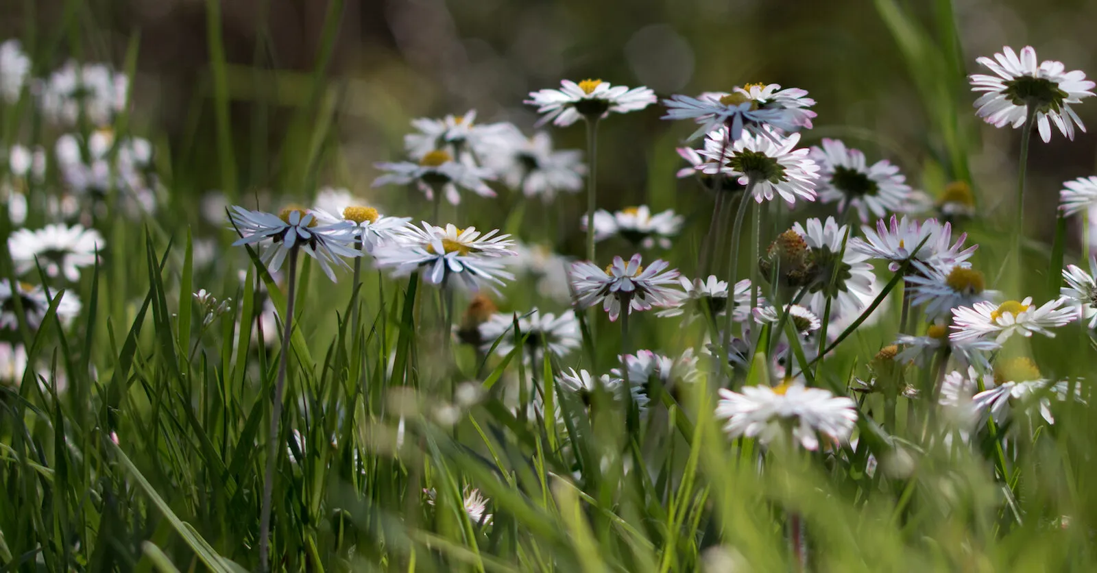 Daisy line
