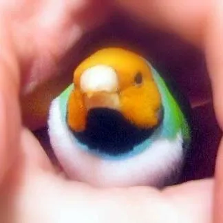 Banner image
