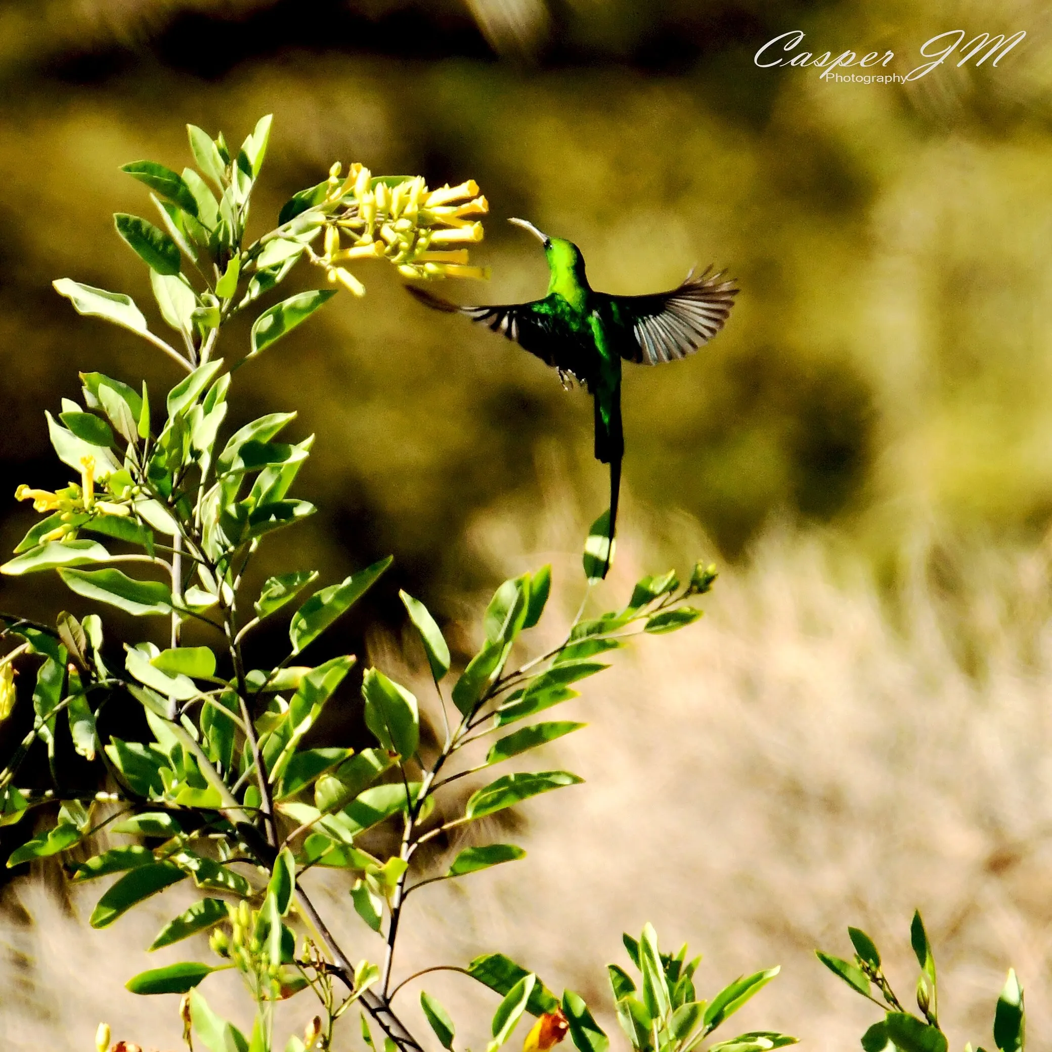 Malachite Sunbird