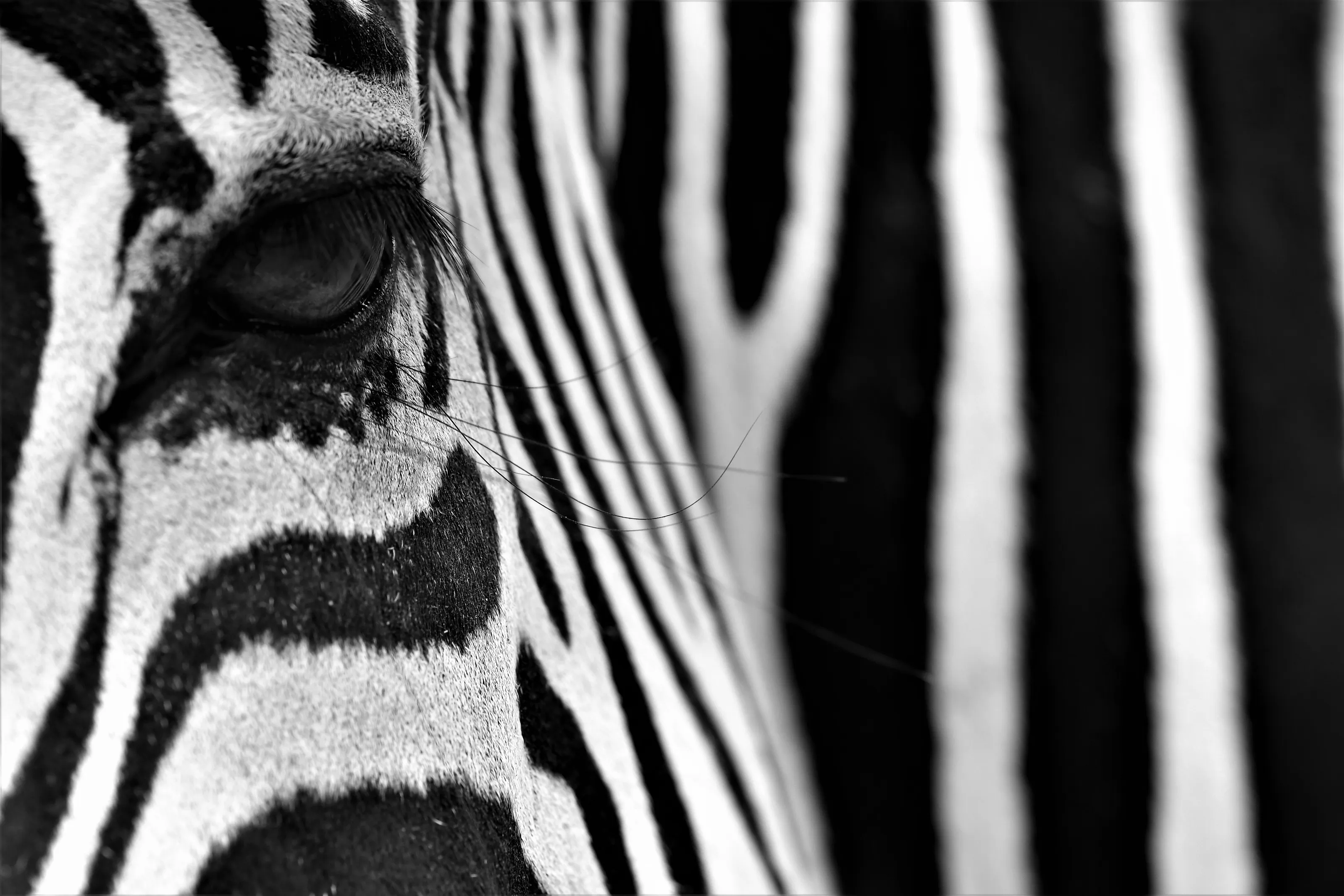 Black and White