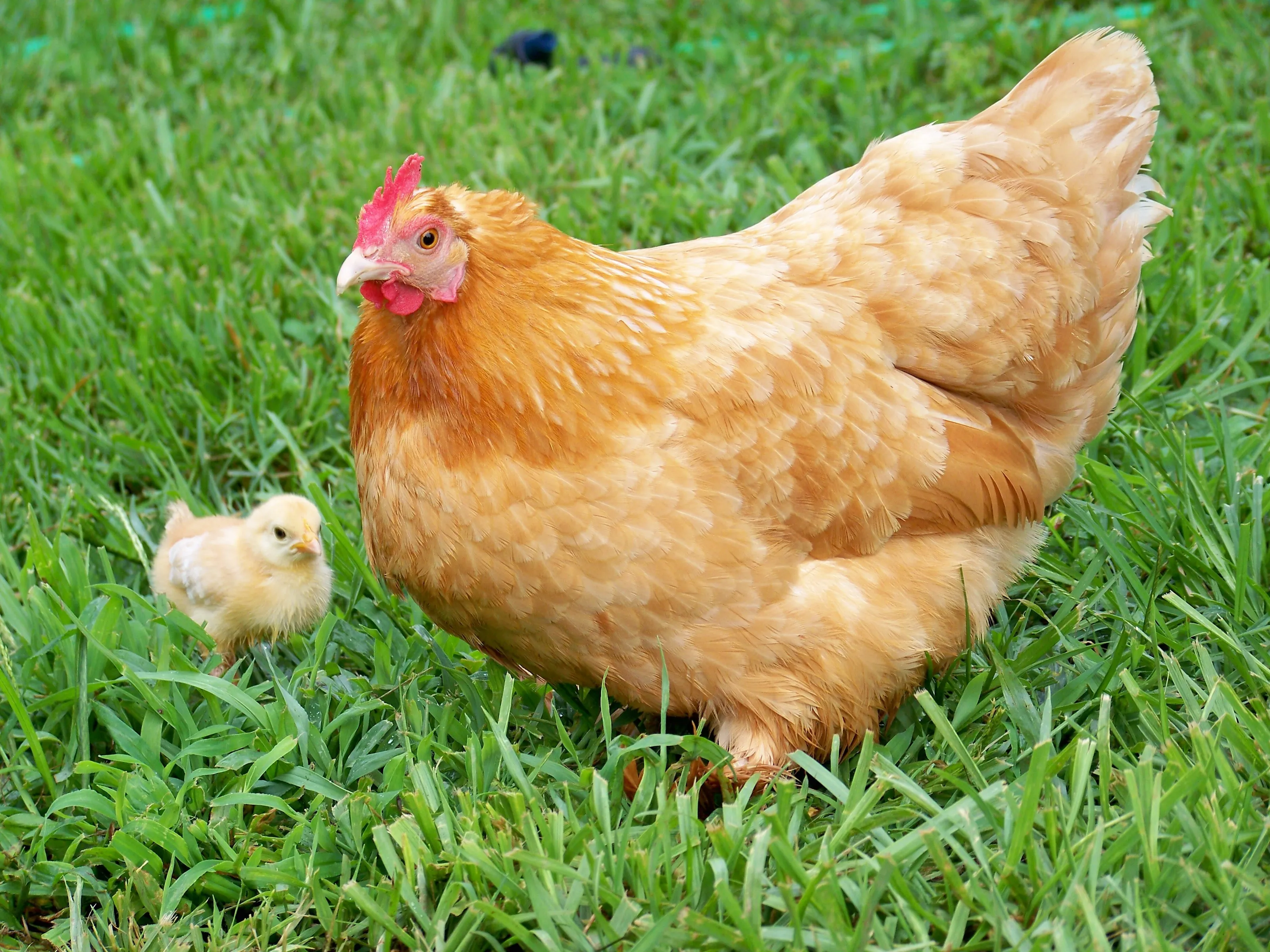 Hen and chick