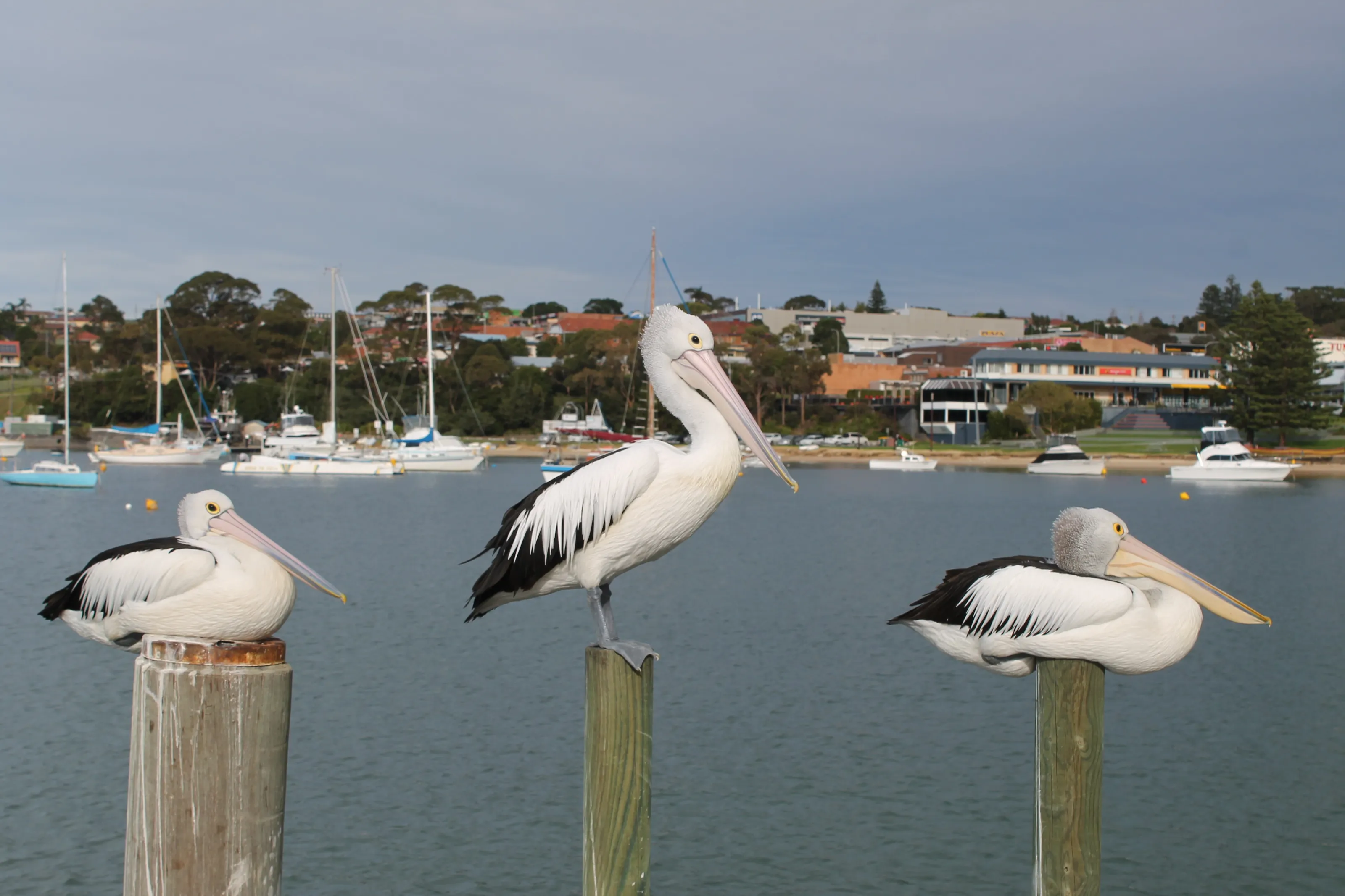 Three Pelicans