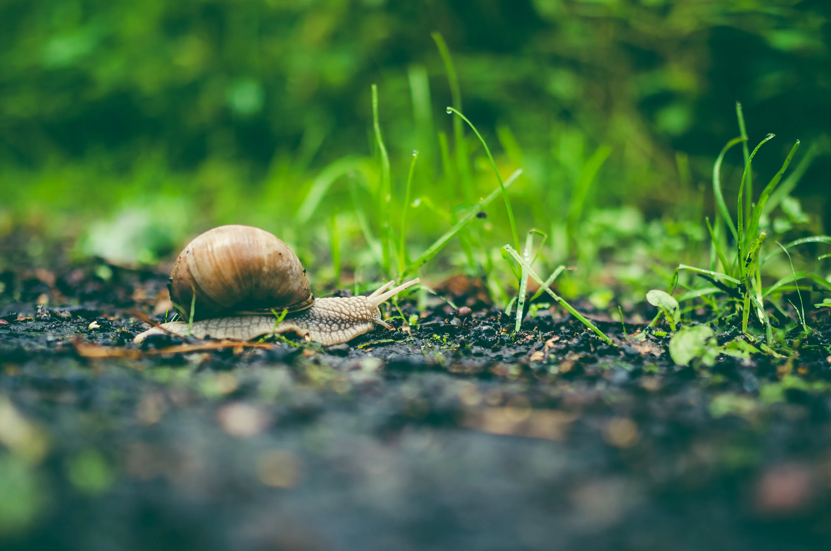 Snail in the forest empire.