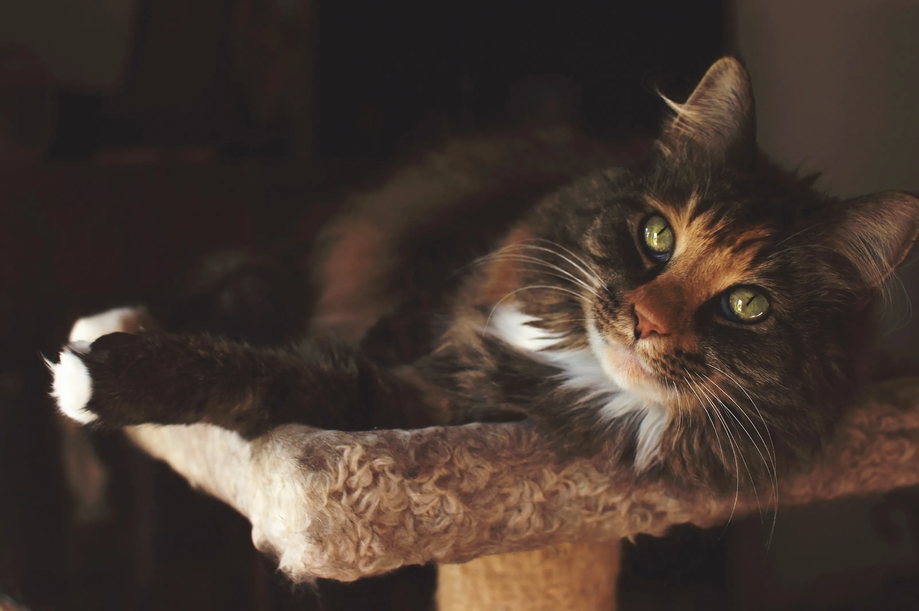 Lounging Cat