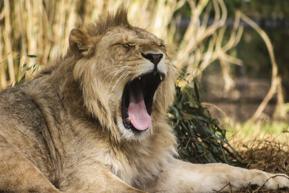 Lion yawning