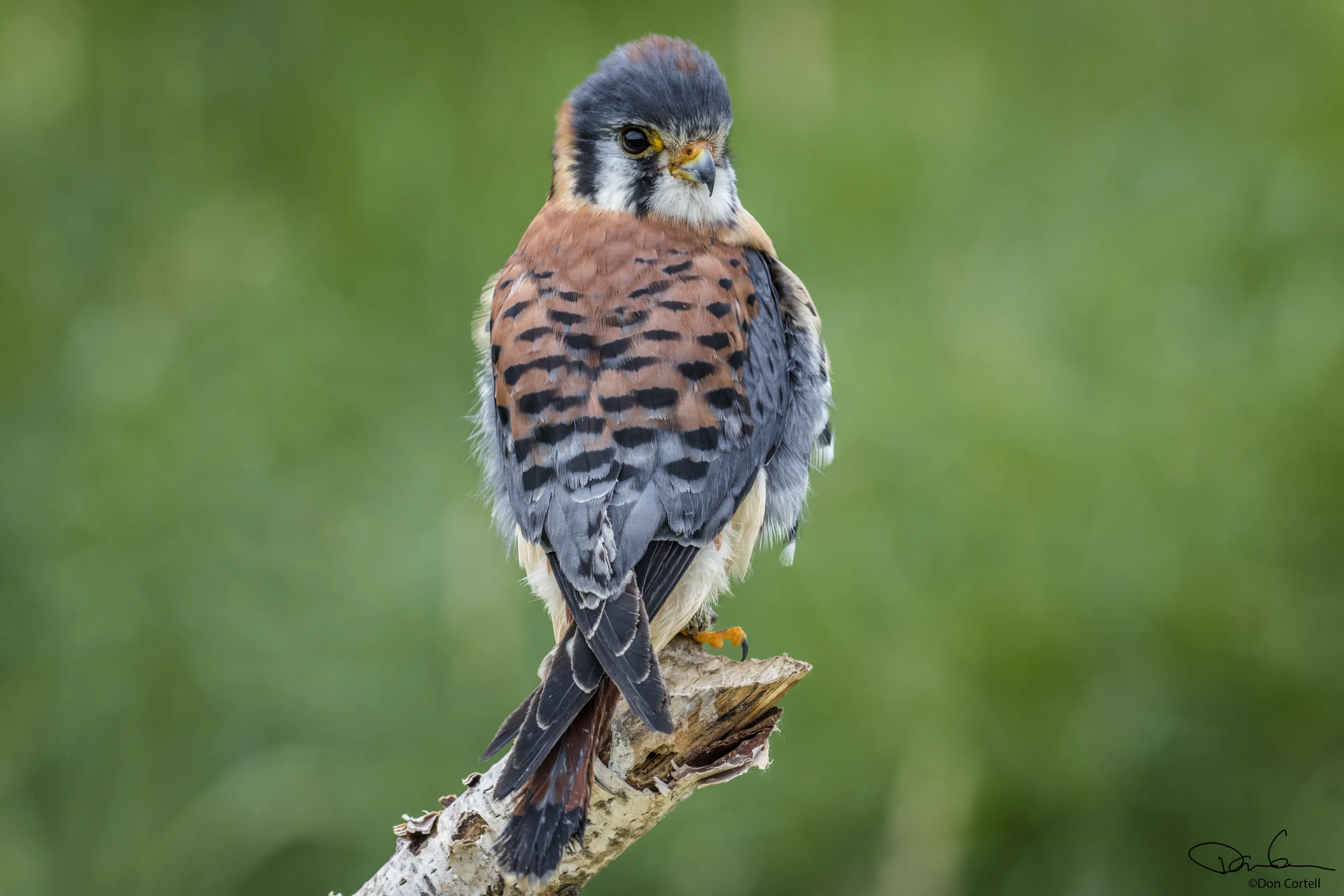 American Kestrel