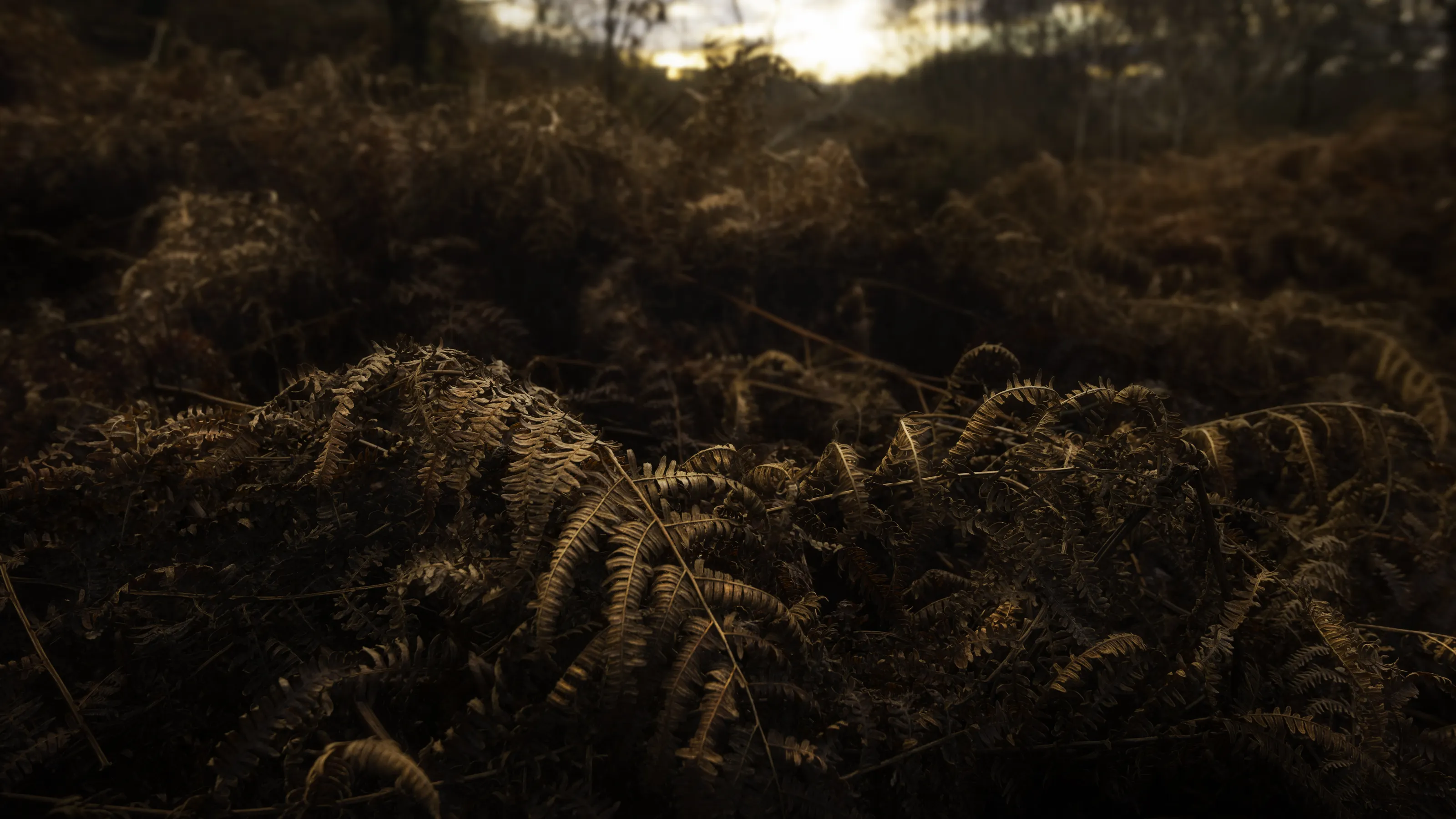 Autumnal fronds at Sunset