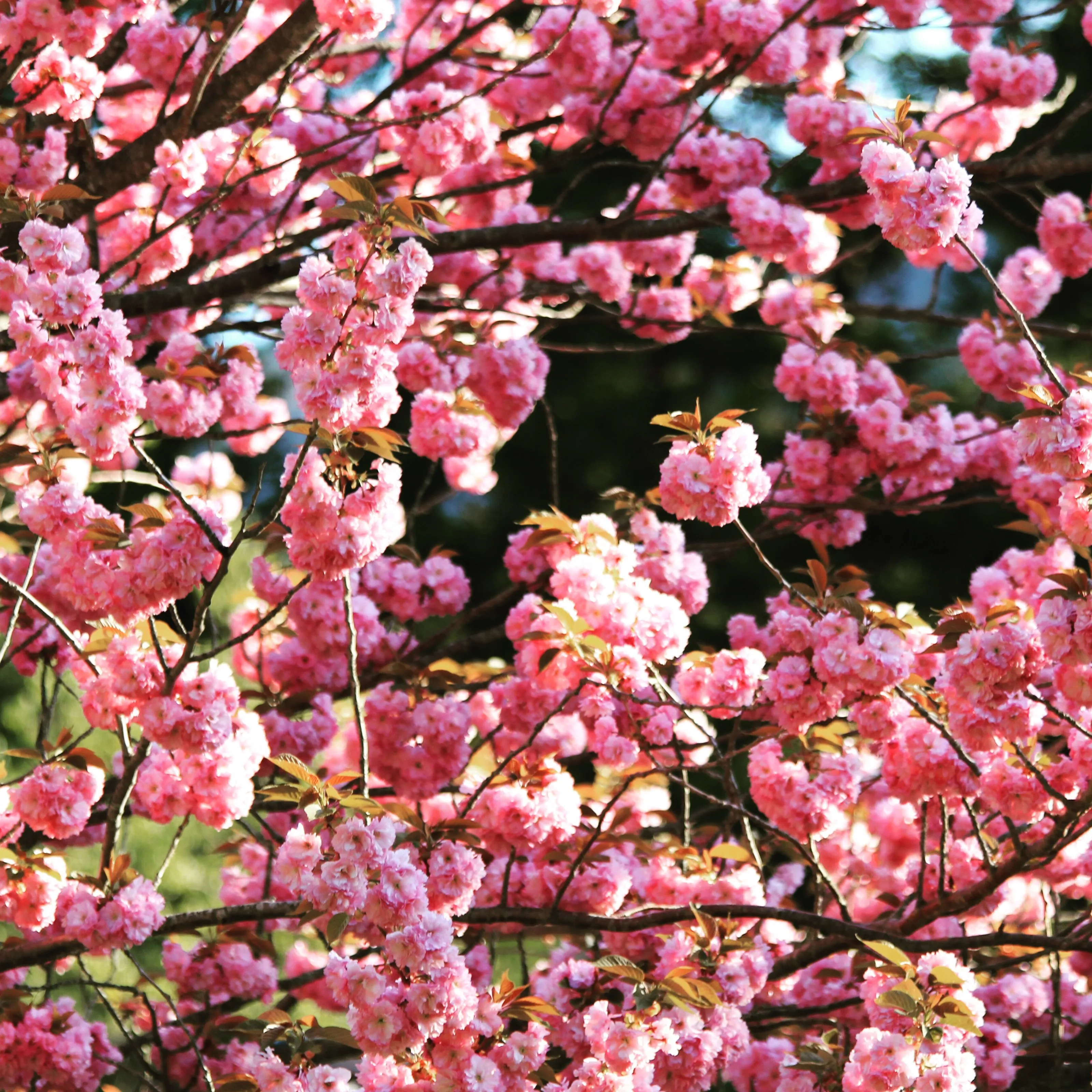 Cherry Blossom, Japan