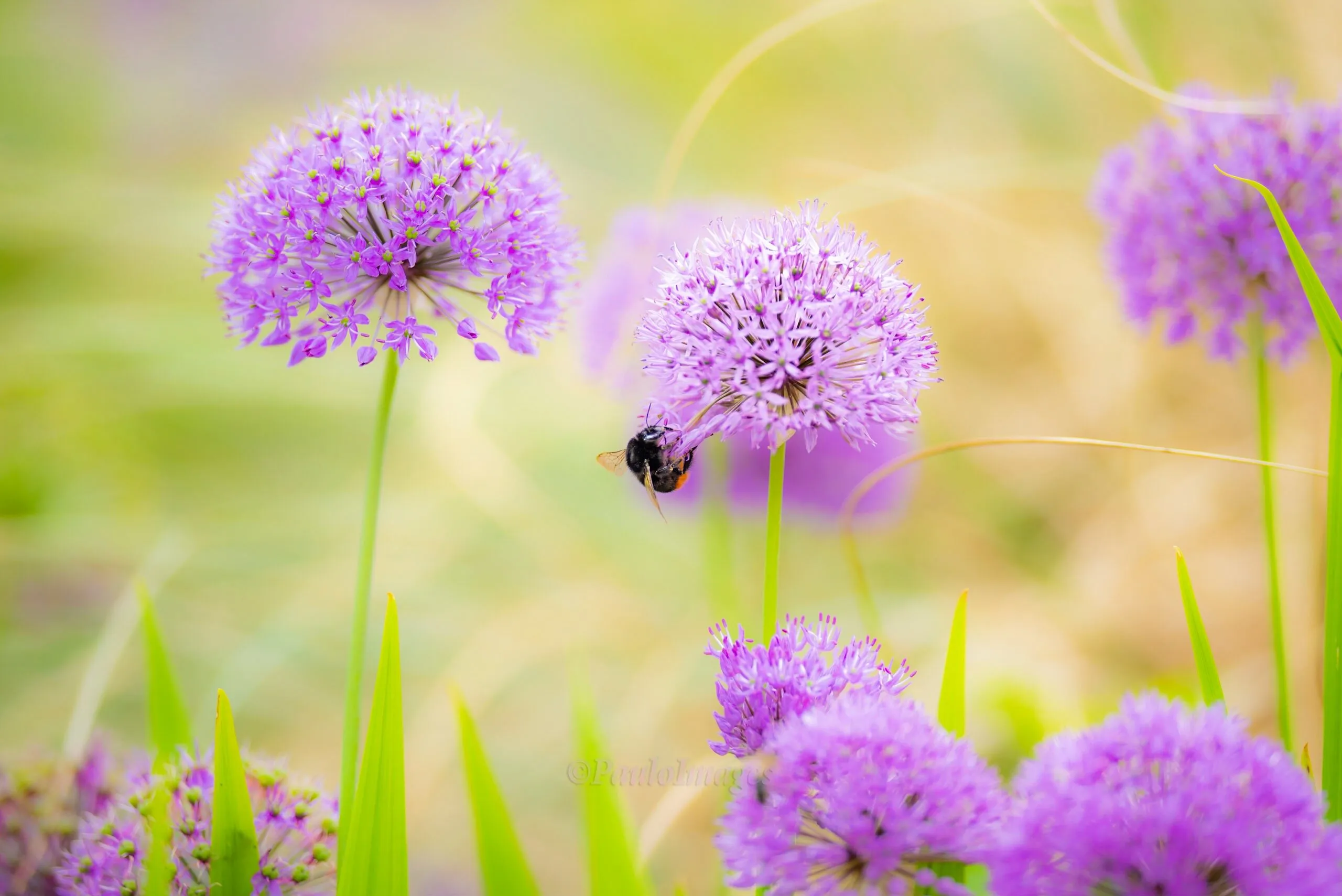 The Beautiful World of a Bee