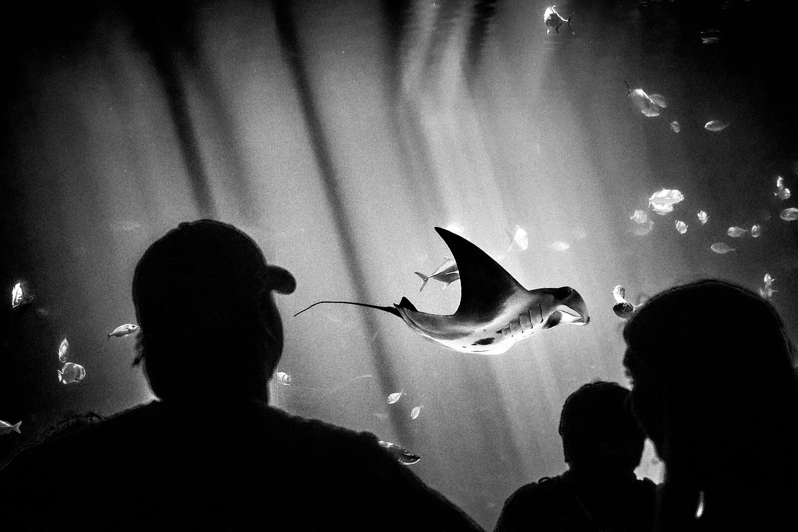 Dancing Manta Ray