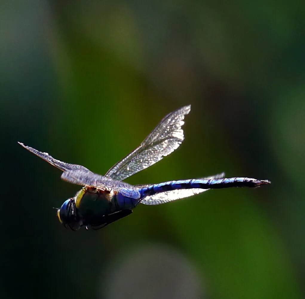 Dragonfly