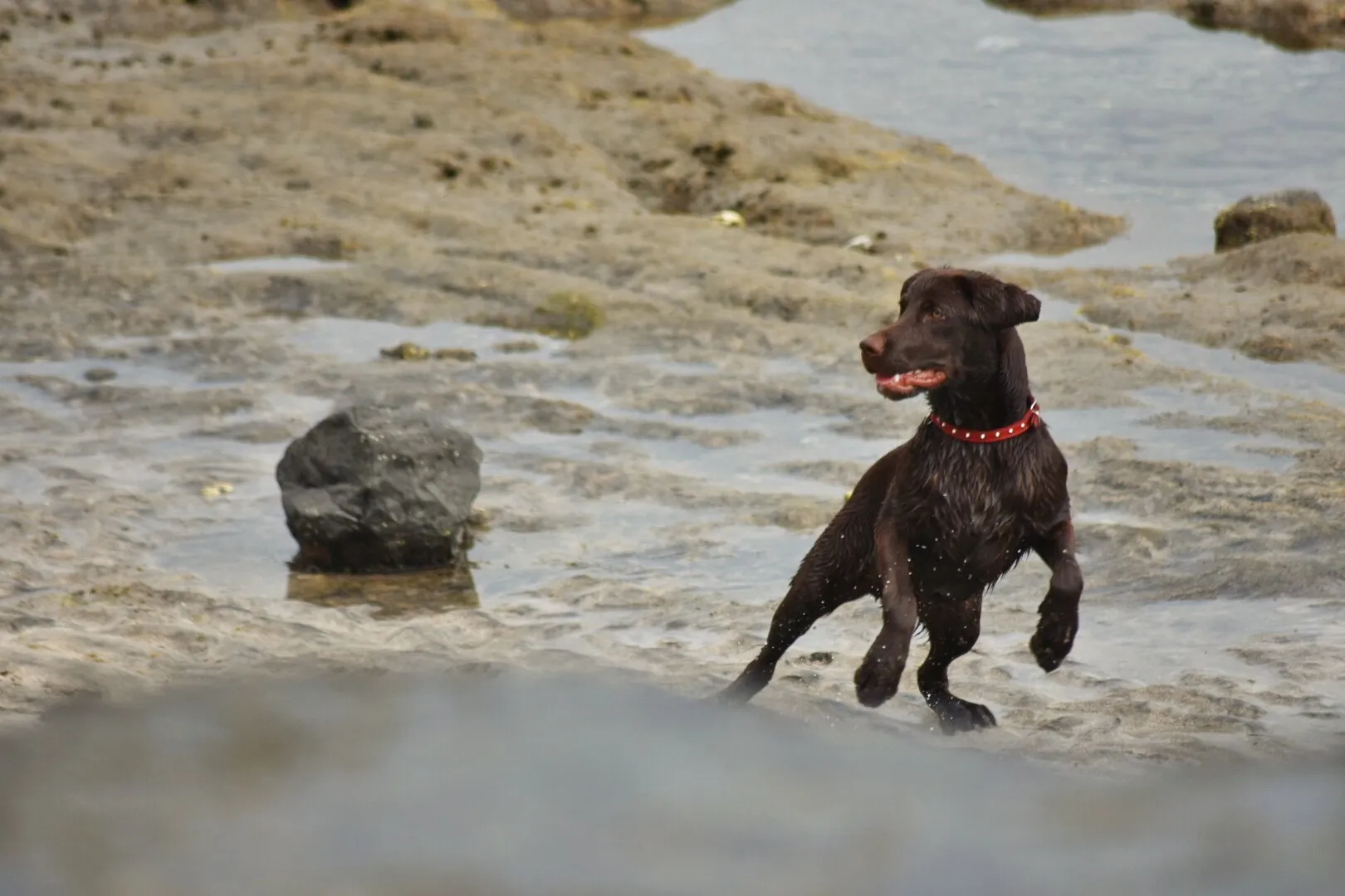 Dog on beach