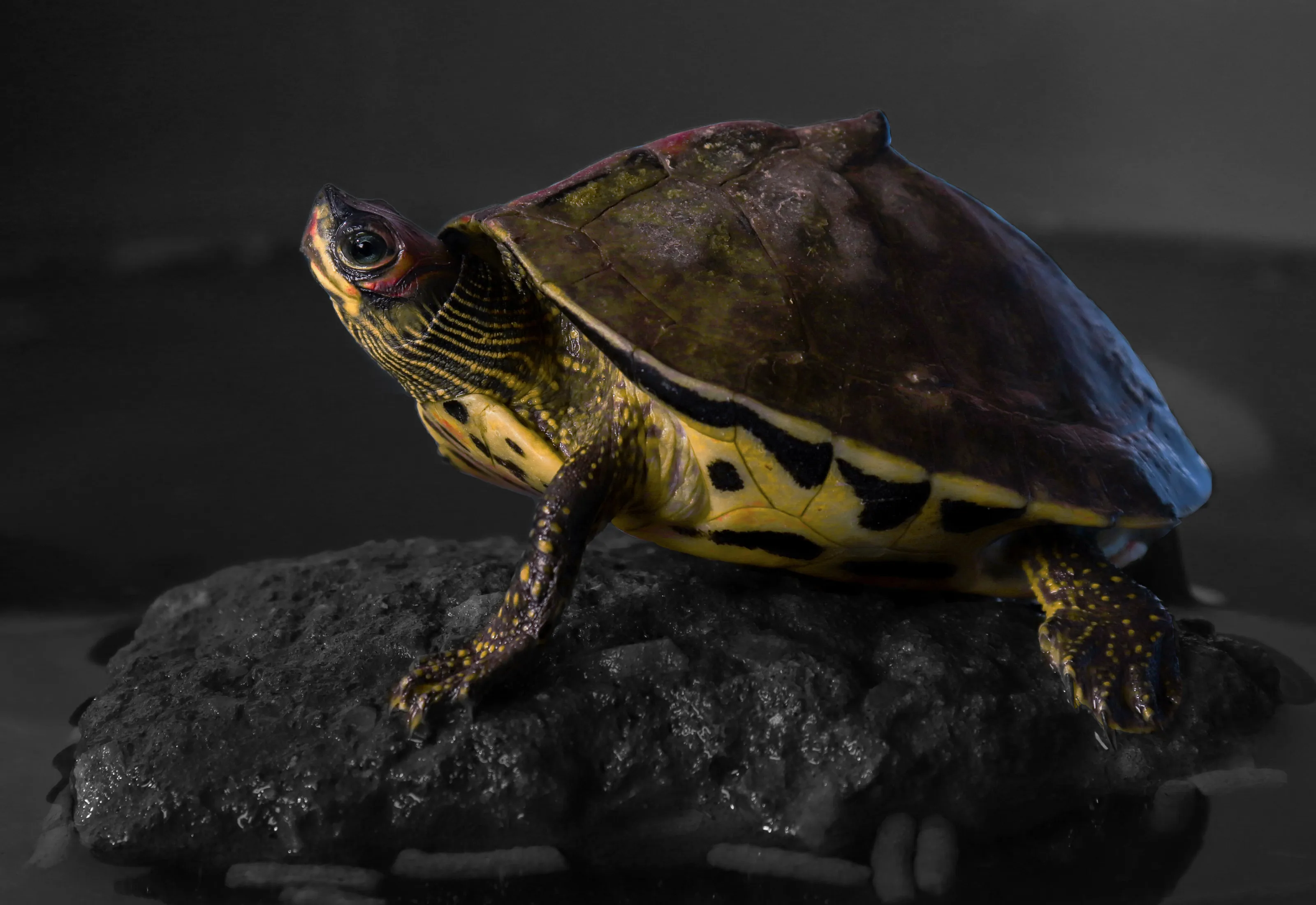 glam of a little turtle