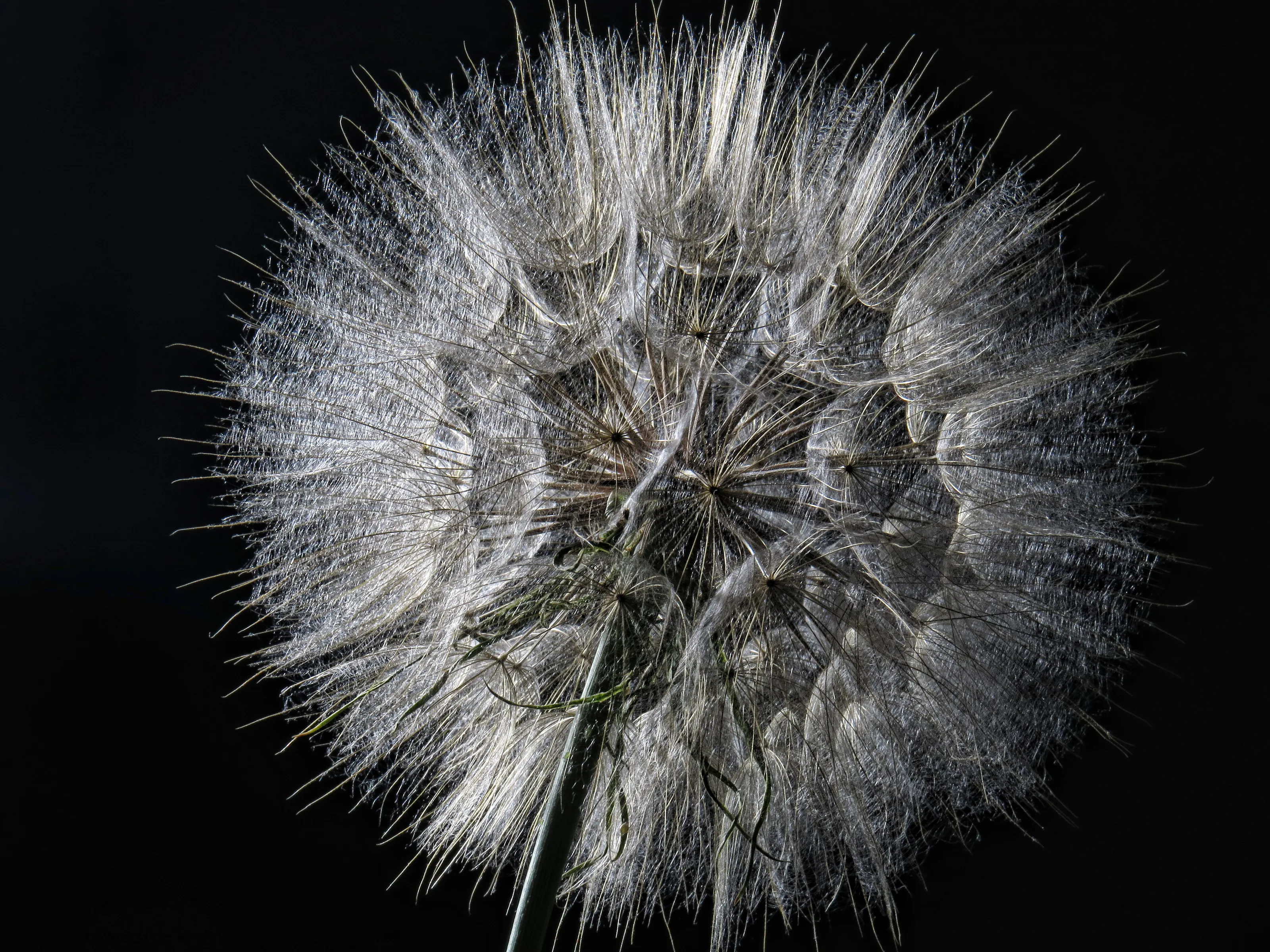 Dandelion 'showing off'