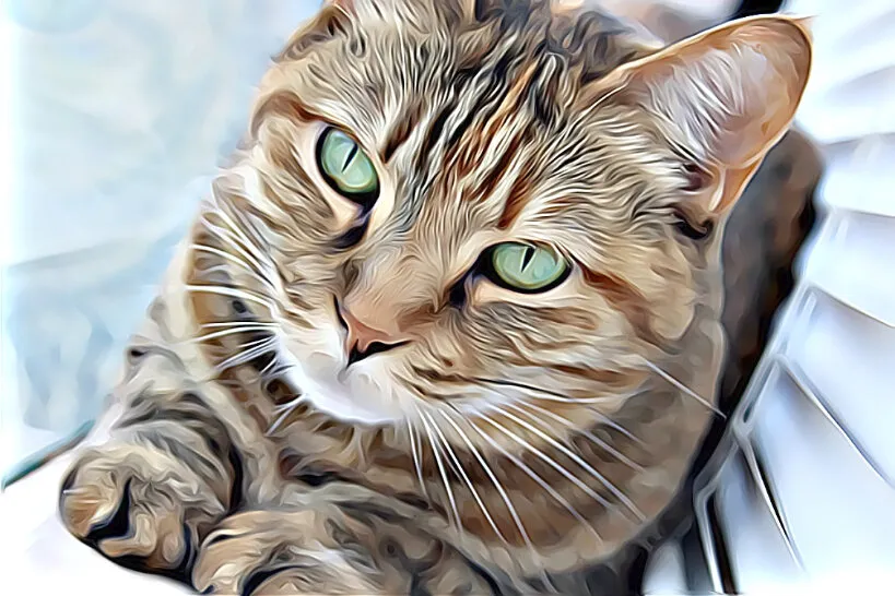My Cat; Tiger