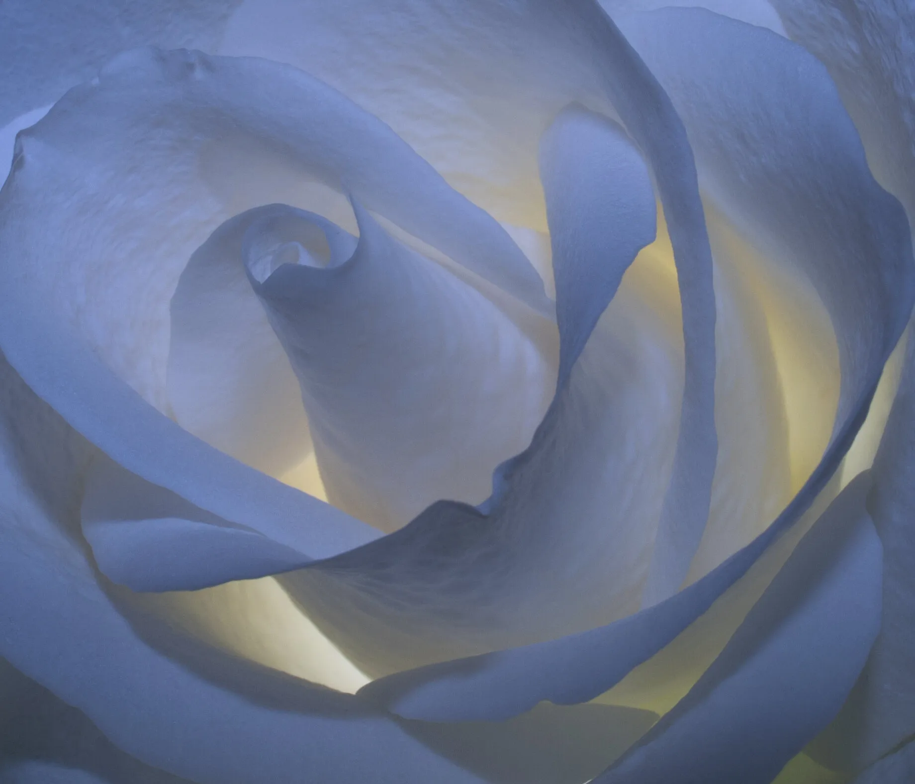 White rose