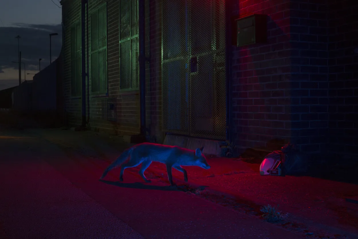 Night time dweller
